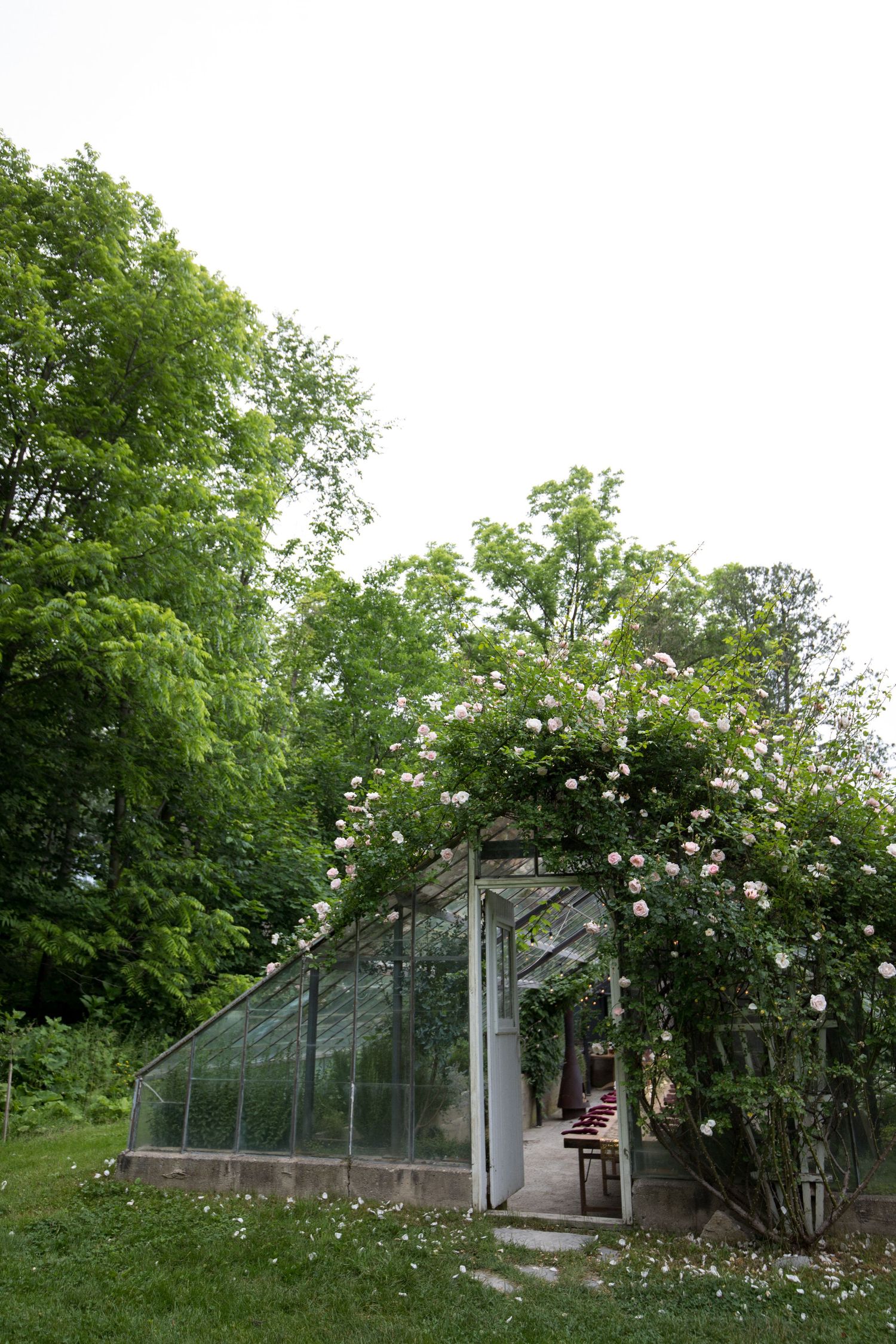 A greenhouse with glass panels sits in a lush garden surrounded by climbing roses and green trees in summer.