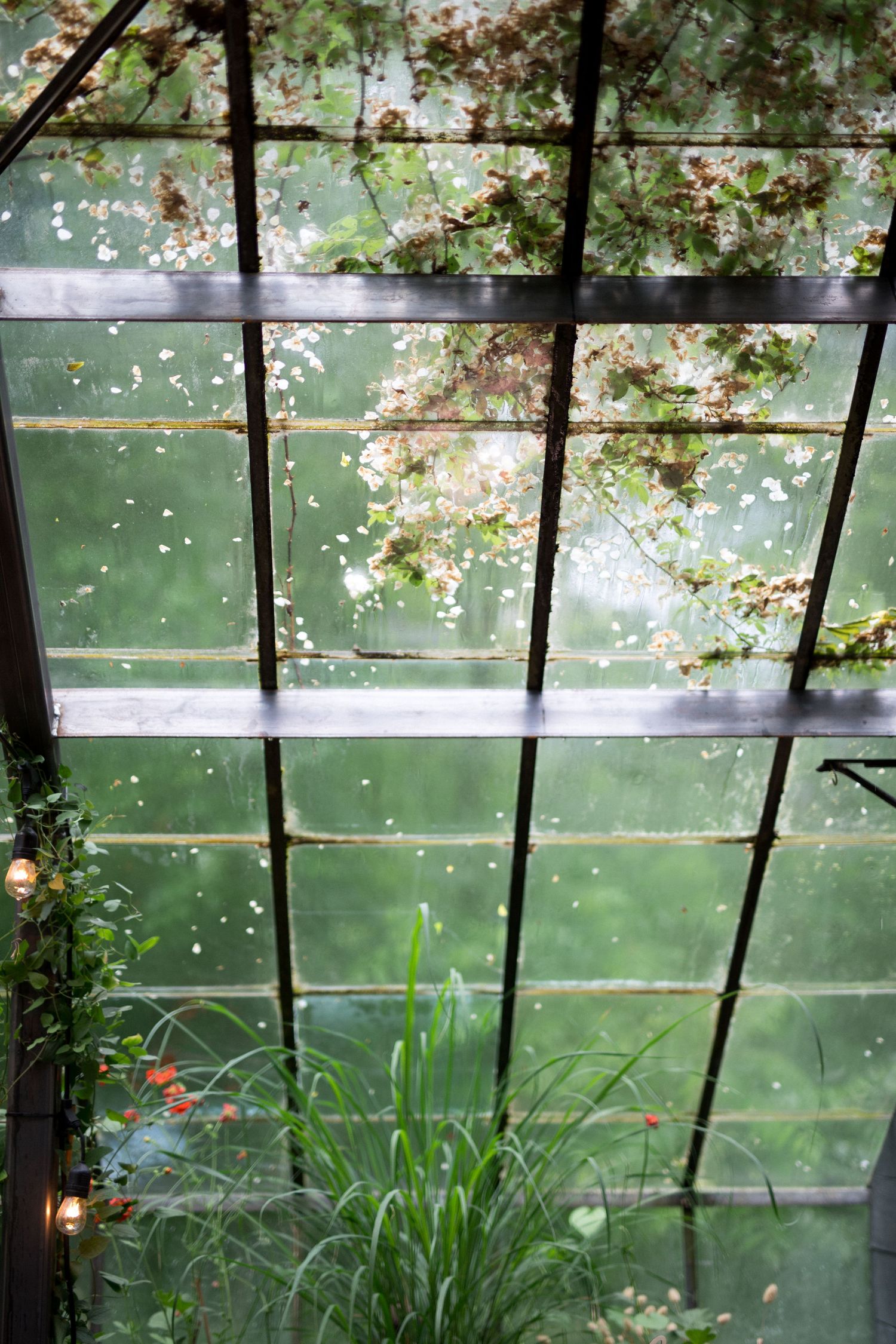 A greenhouse window frame with flowering vines and green plants visible through glass panels in natural light.