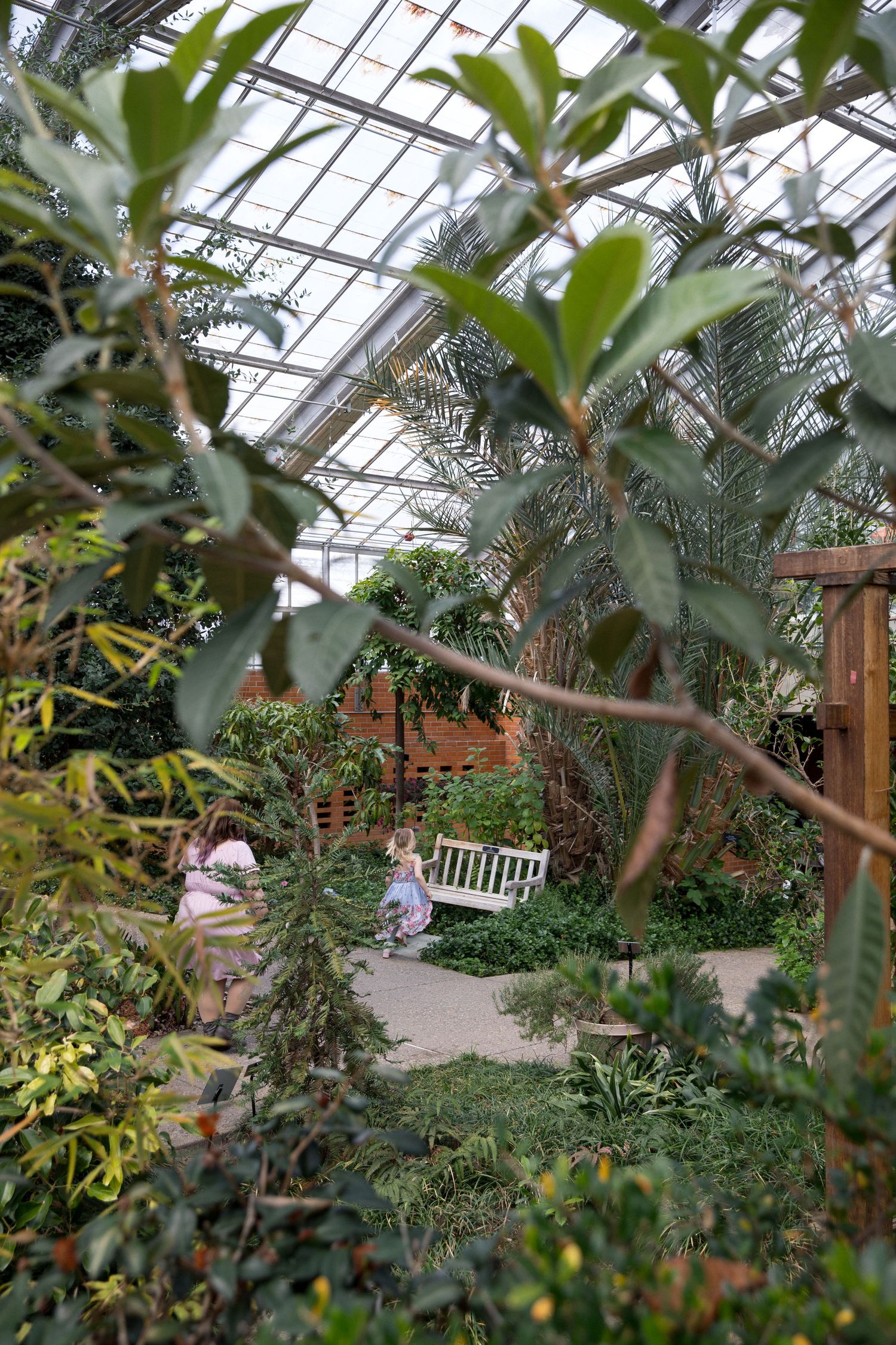 Lush greenhouse interior with tropical plants, palm trees, and a white bench surrounded by verdant foliage under a glass roof.