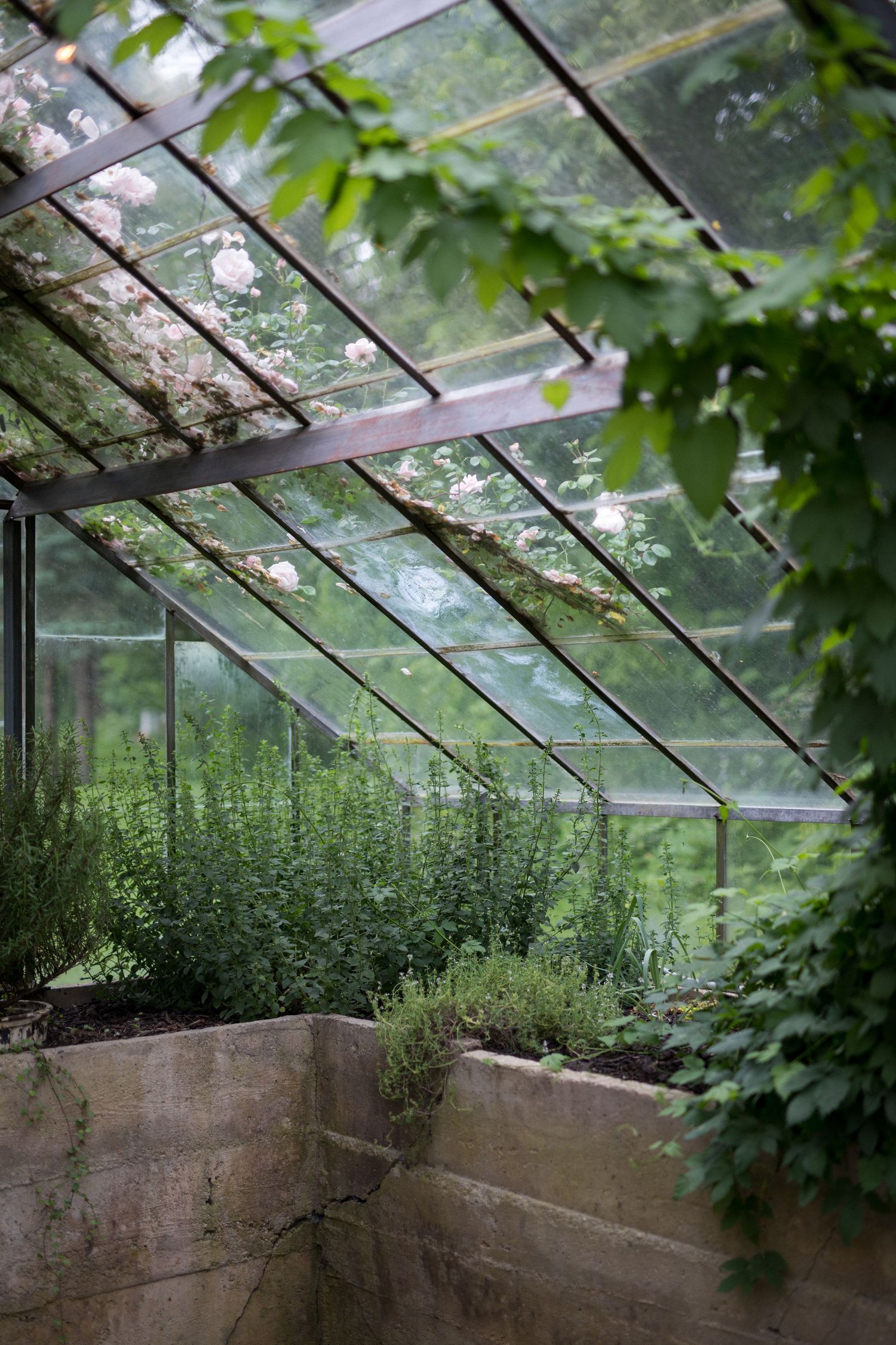 Lush herbs growing in concrete planters inside an old greenhouse with glass panels and green foliage.