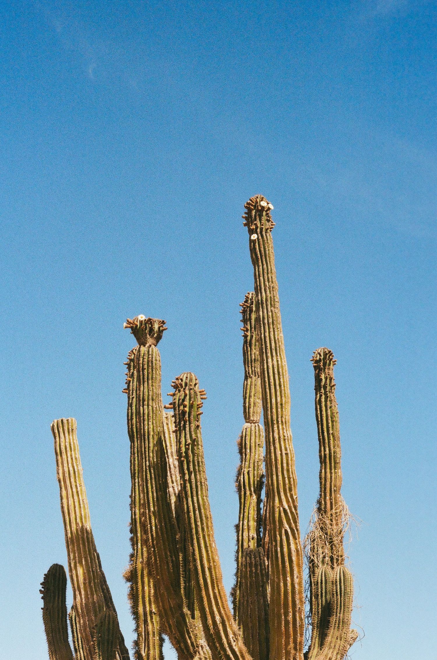 Baja Cactus2 2025