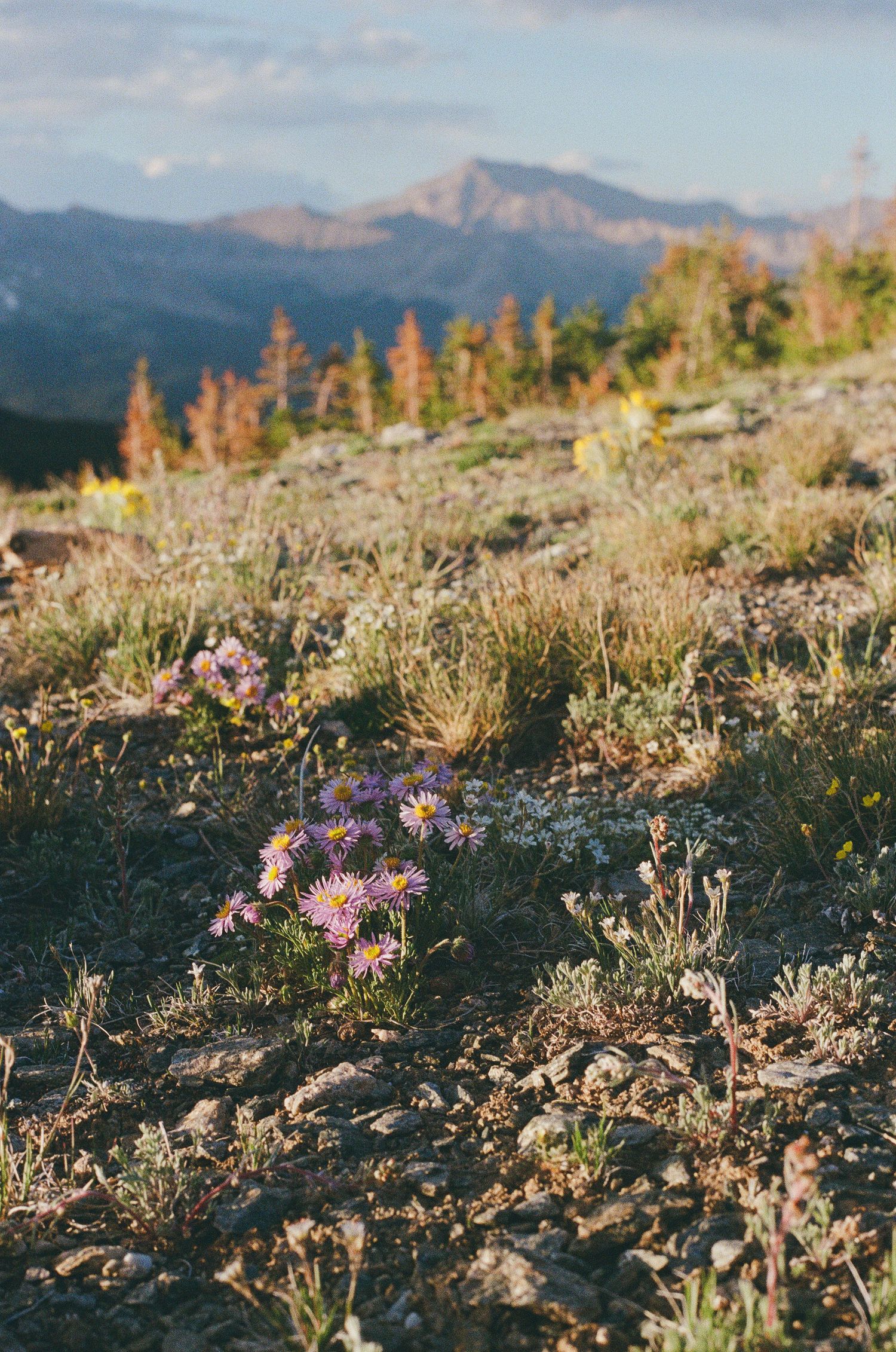 Wildflowers on Cottonwood