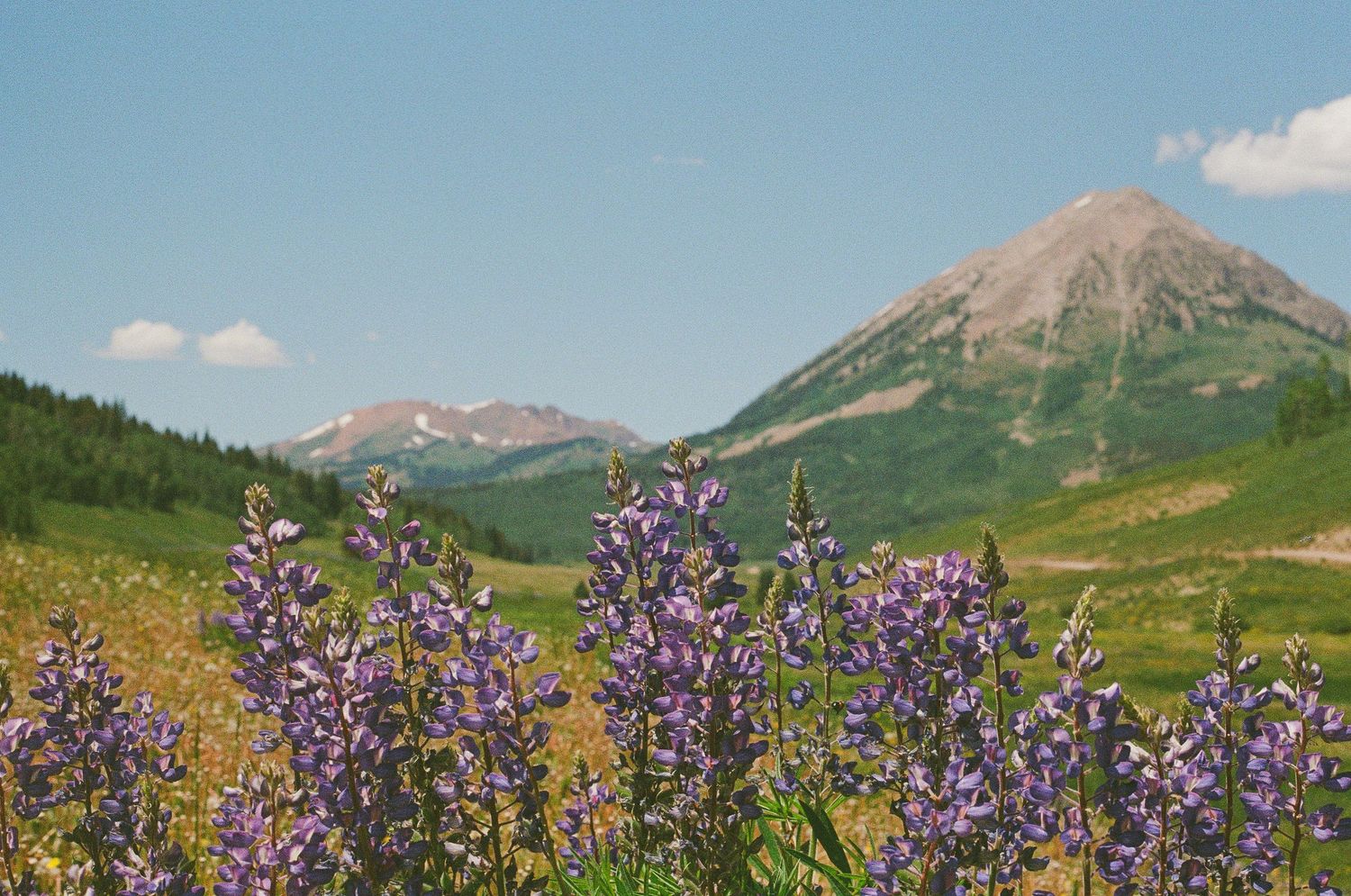 Gothic Mountain + Lupines