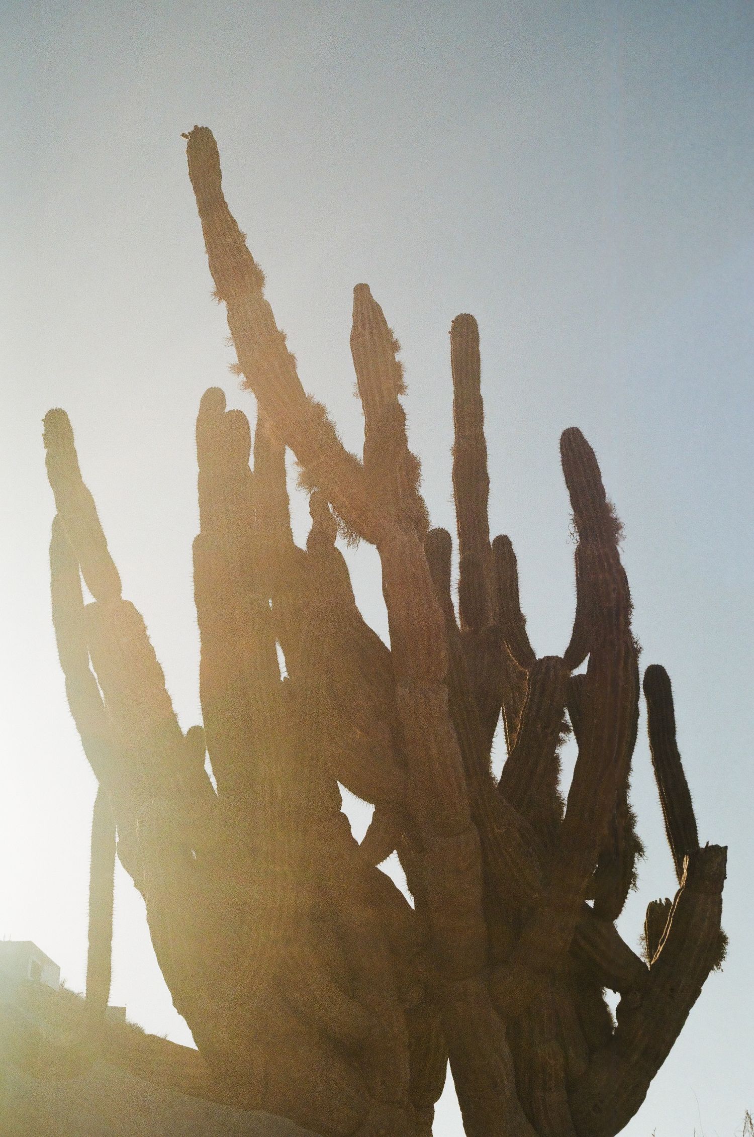 Baja Cactus 2025