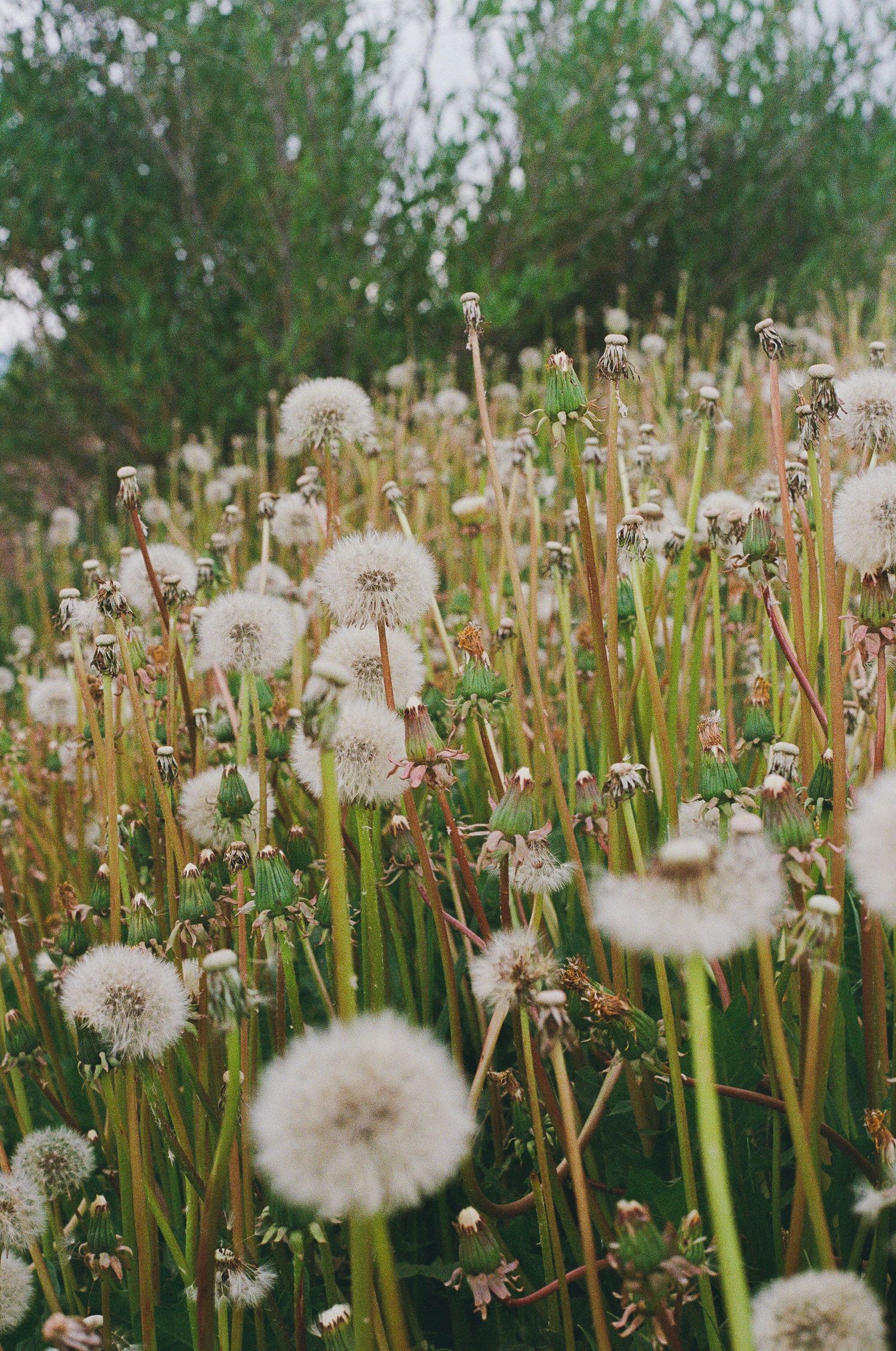 Dandelion Field