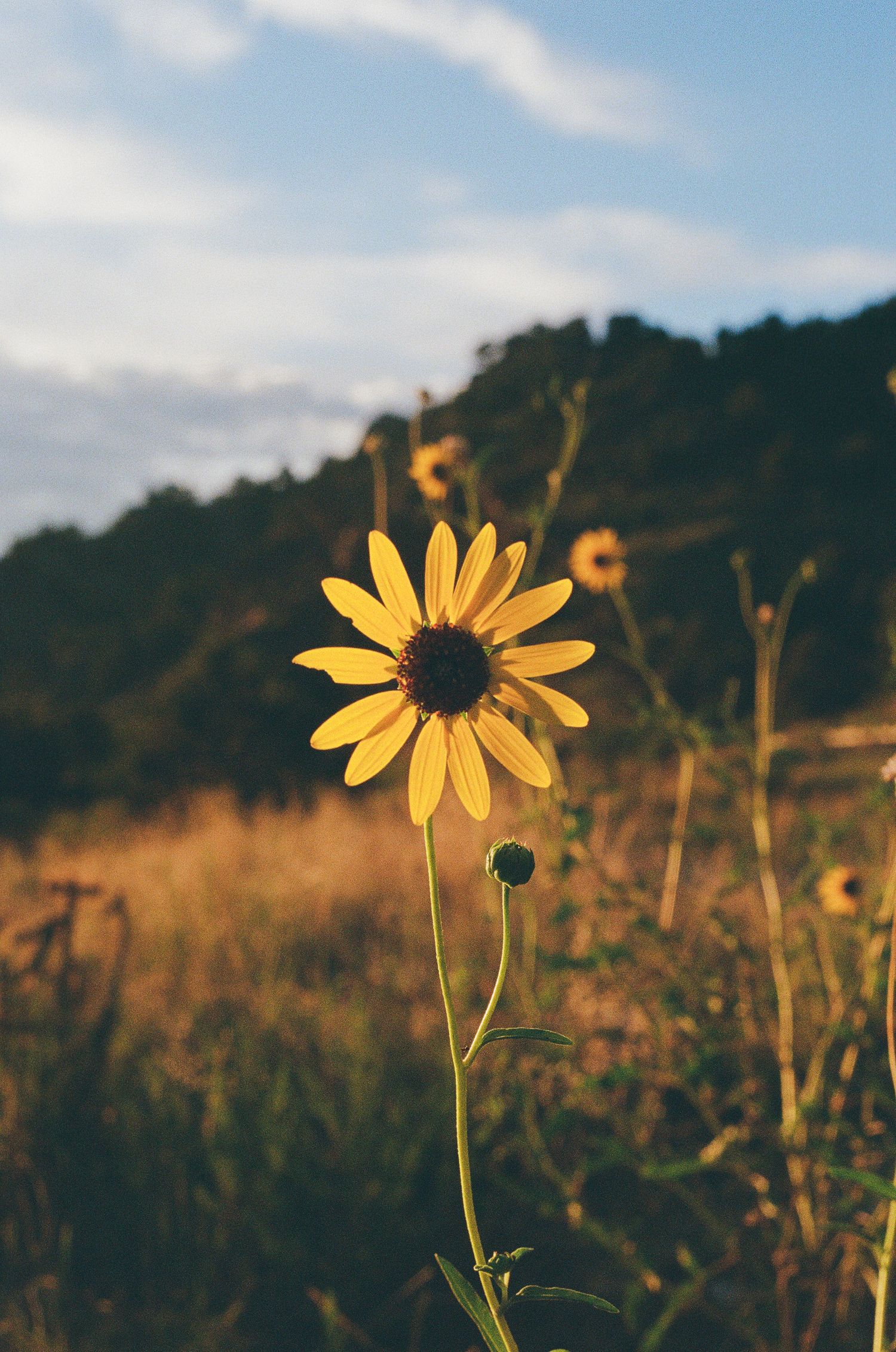 Sunflower in a sunflower Field