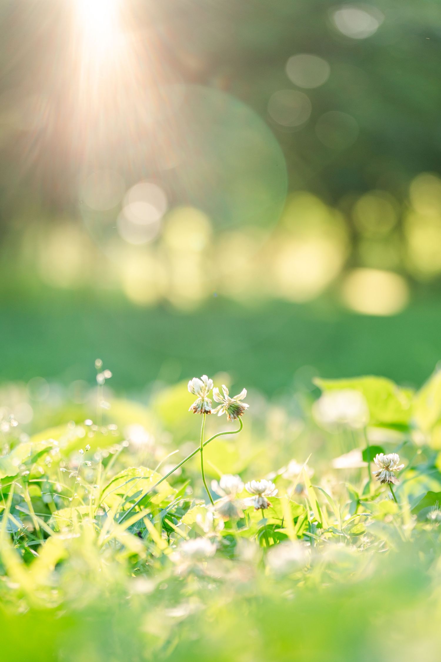 Single white clover flower in sunlit green meadow with soft bokeh background and golden lens flare.