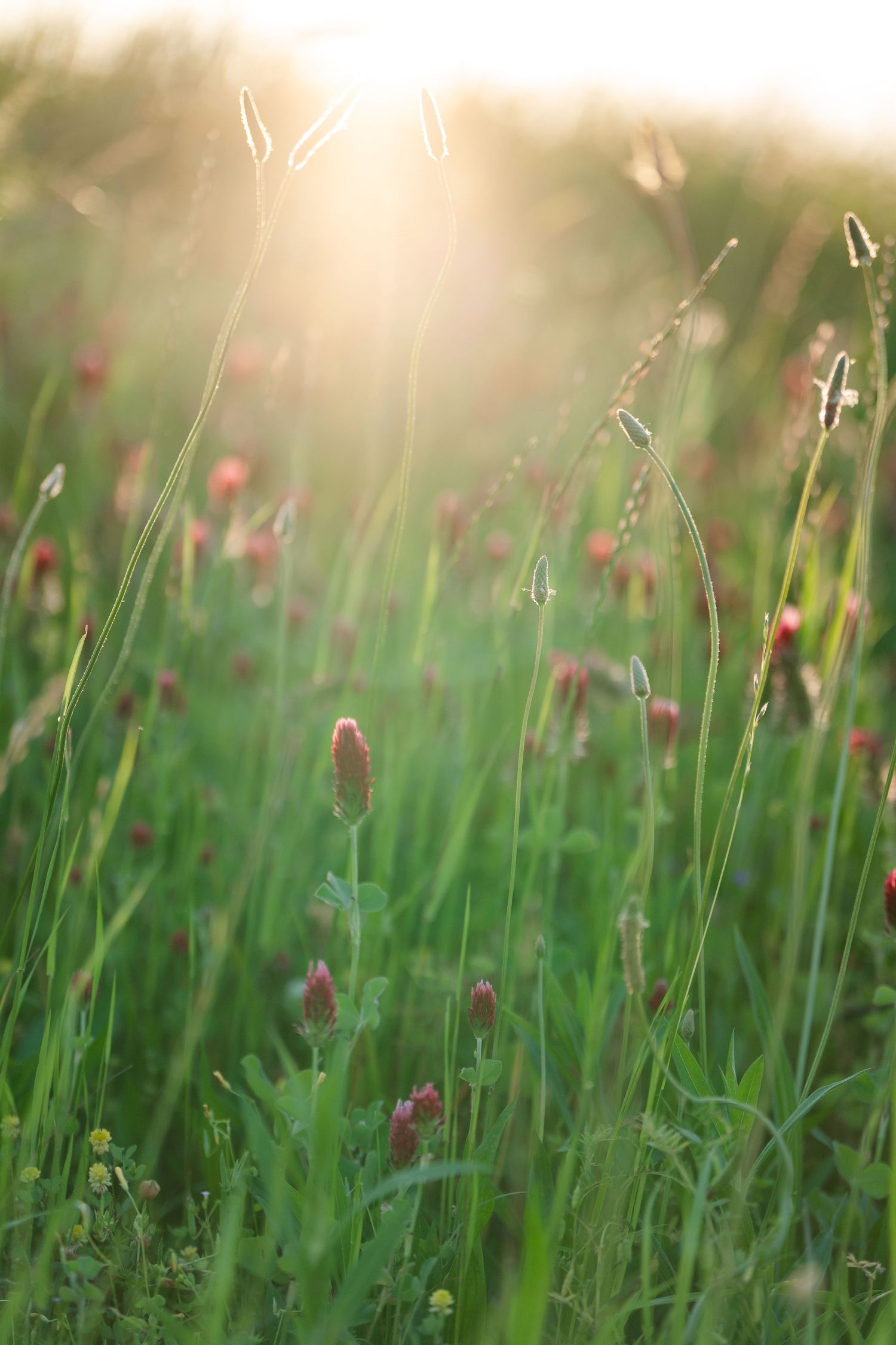 Sunlit wildflower meadow with red clover blooms and tall green grass glowing in golden hour light.