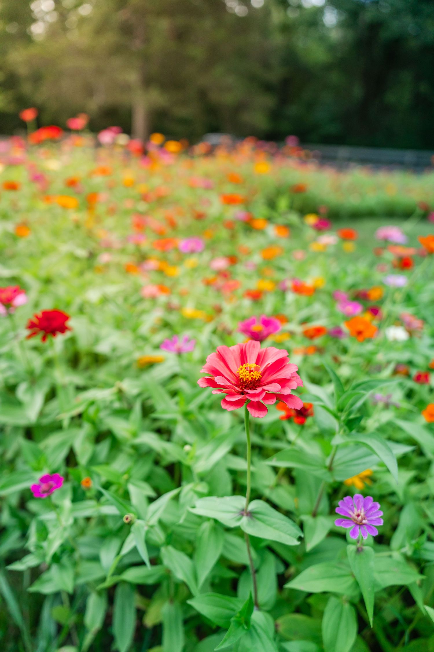 Vibrant field of colorful zinnia flowers in red, pink, orange, and purple blooming in a garden.