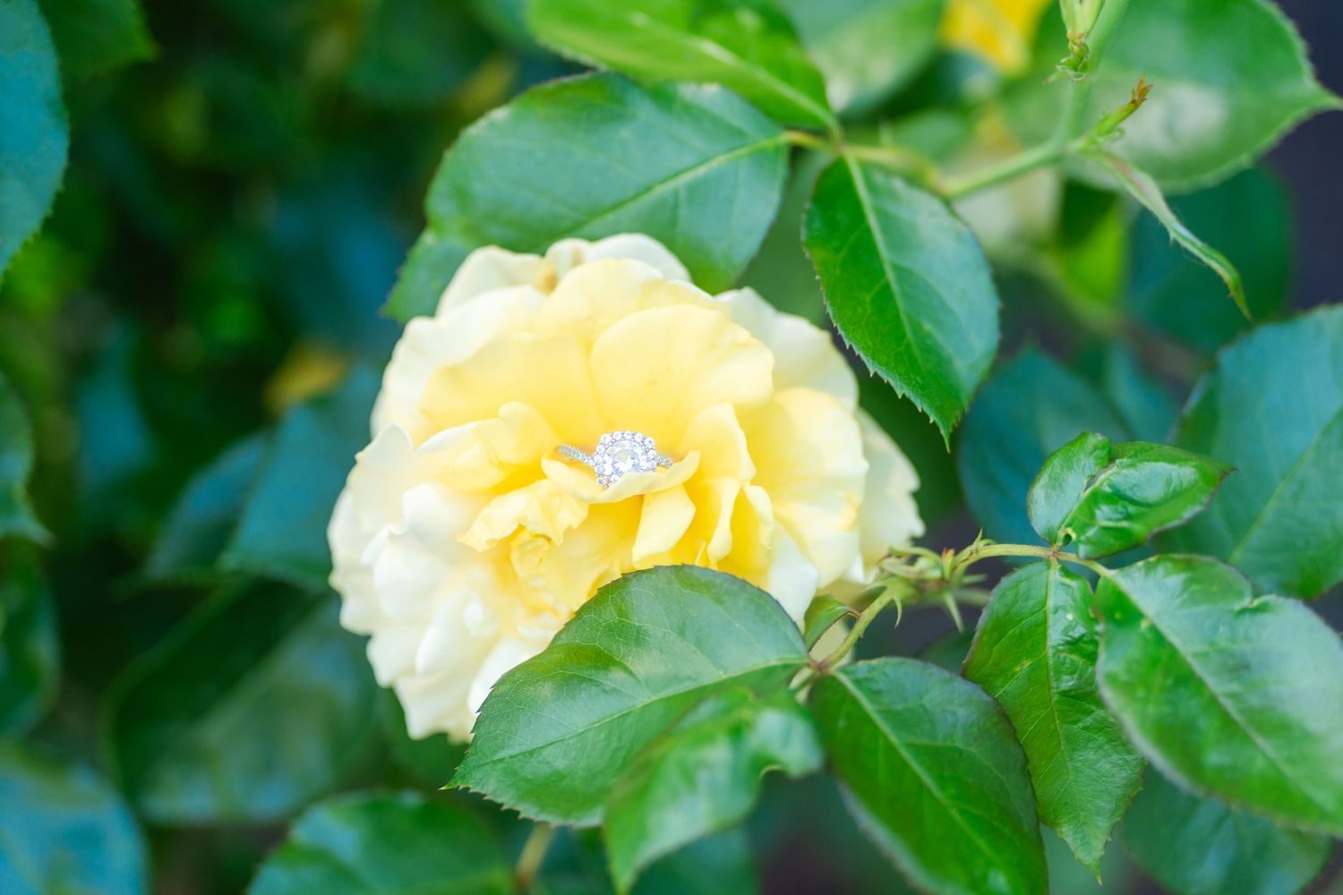 Diamond engagement ring nestled inside a blooming yellow rose surrounded by green leaves outdoors.