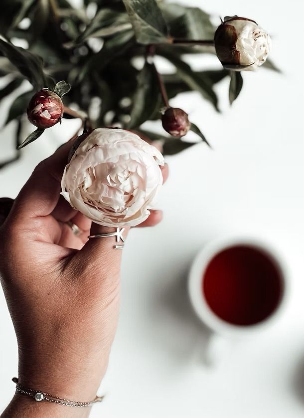 Hand holding white peony flower with red tea cup and botanical branches on white background.
