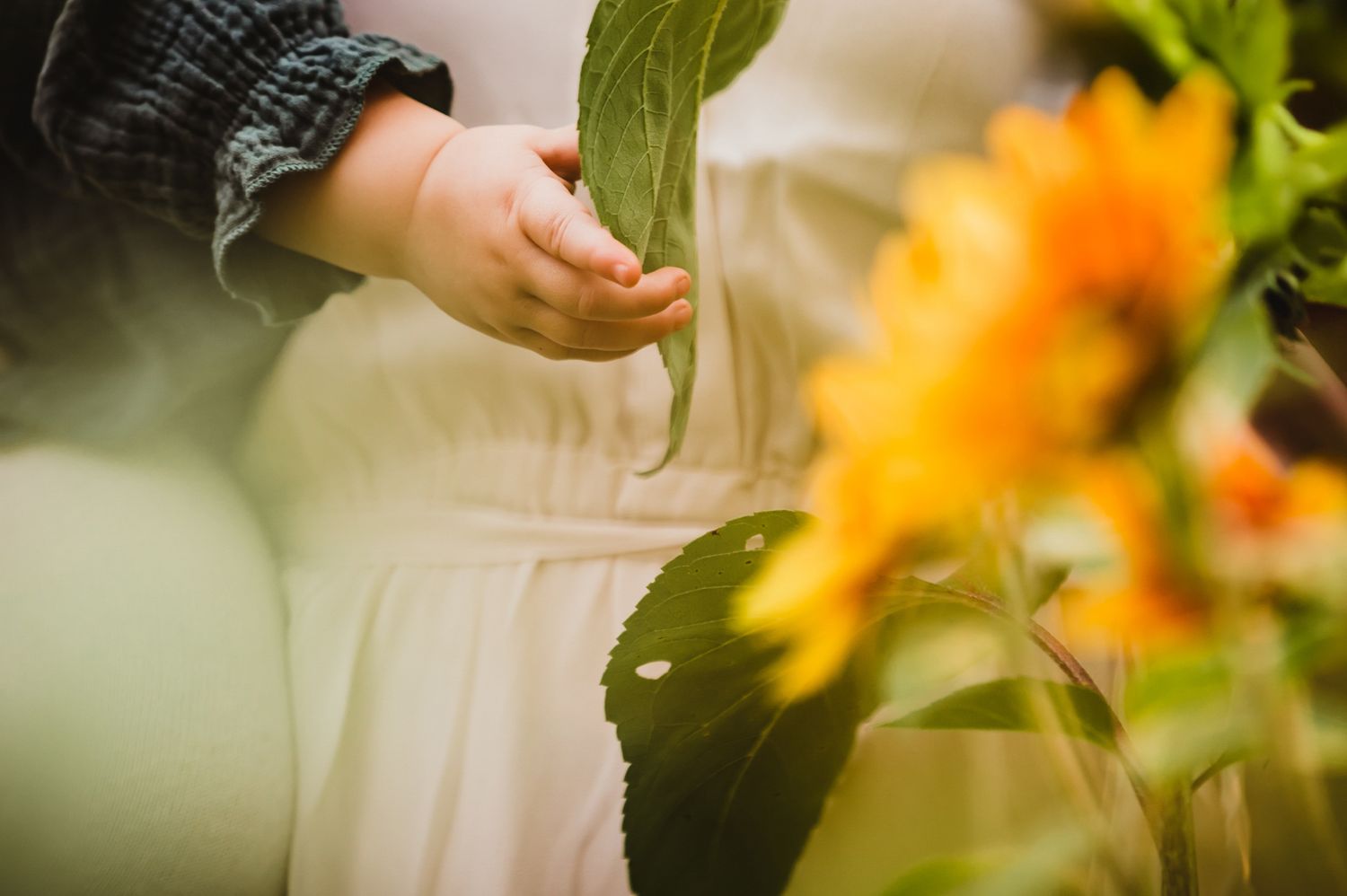 Hand reaching out to touch vibrant orange flowers growing in a garden with soft bokeh background effect.
