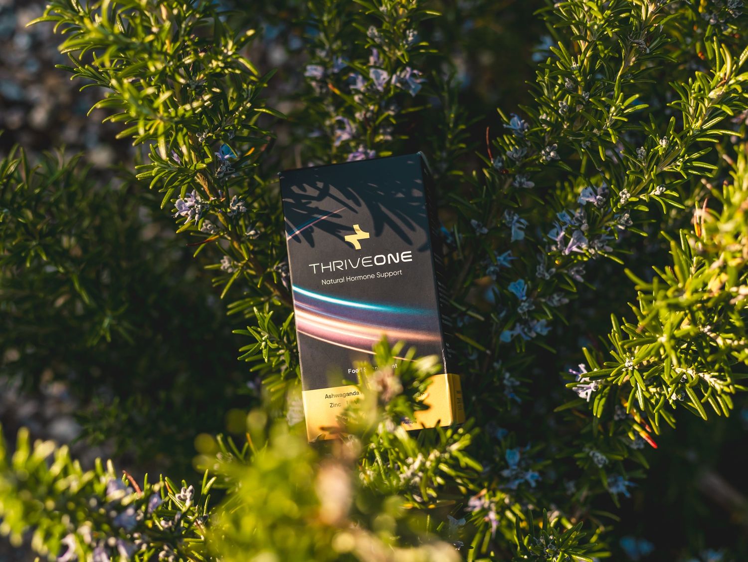Lush green olive tree branches with sunlight filtering through the leaves creating a natural bokeh effect.