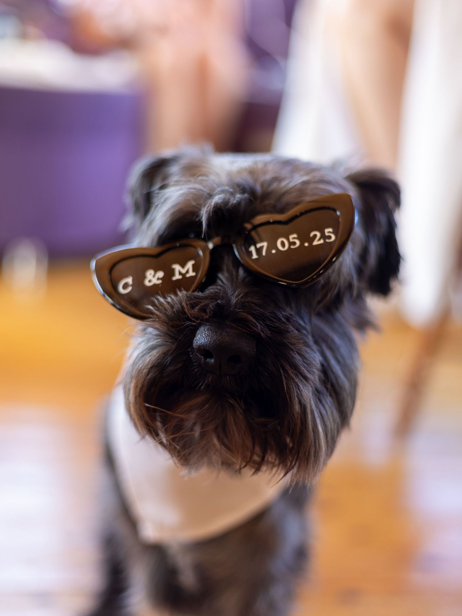 Five blurry artistic photographs of a black dog with spiky fur arranged in a horizontal row.