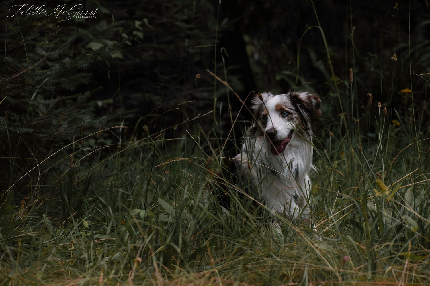 Australian shepherd dog sitting in tall grass with dark moody forest background.