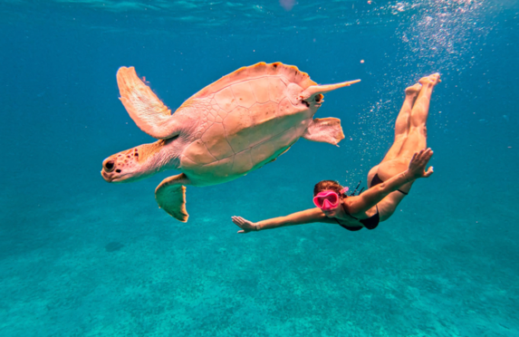 Underwater photoshoot in Aruba swimming with sea turtle in clear turquoise water.