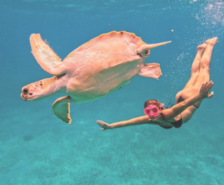 “Underwater photoshoot in Aruba with a sea turtle and swimmer in clear turquoise Caribbean water.”