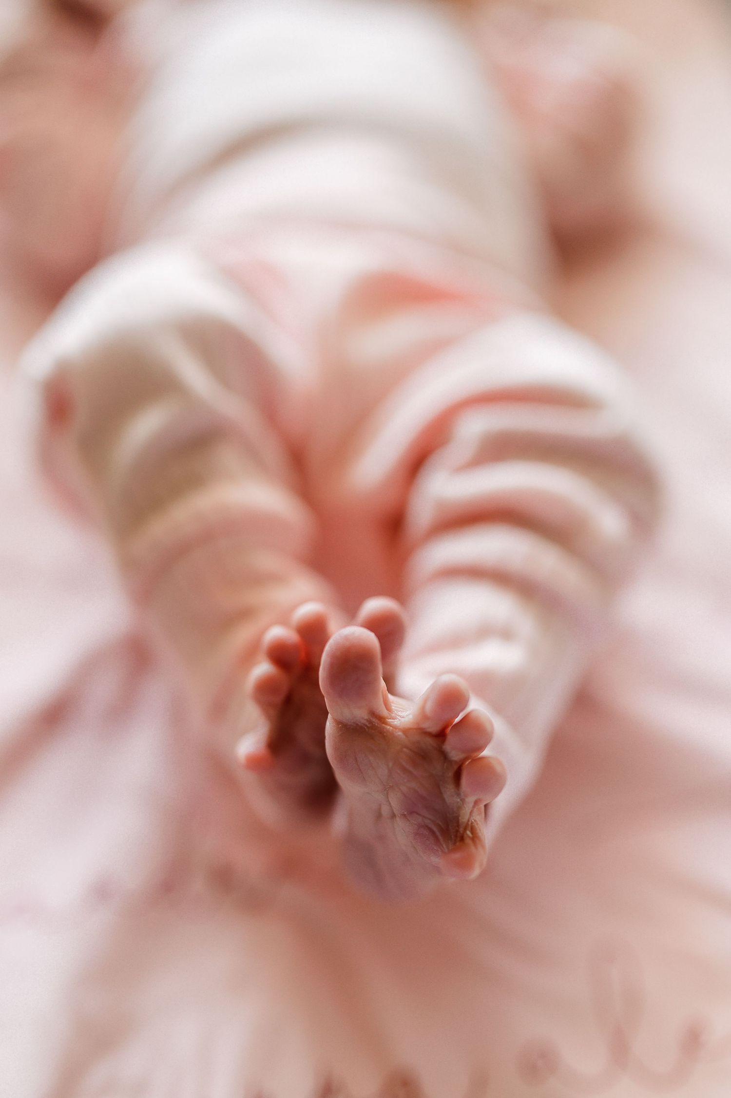 Delicate newborn toes and feet against pink fabric in soft focus. Knoxville Newborn Photographer