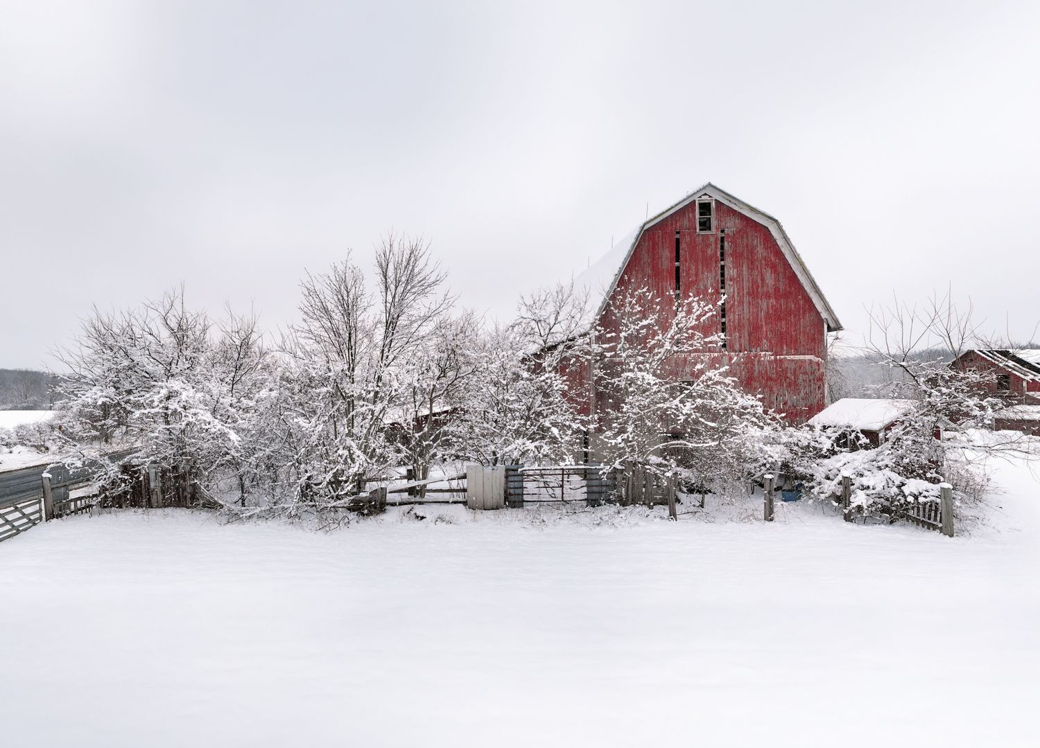 Panoramic view of red barn and snow-covered trees in winter in Michigan.