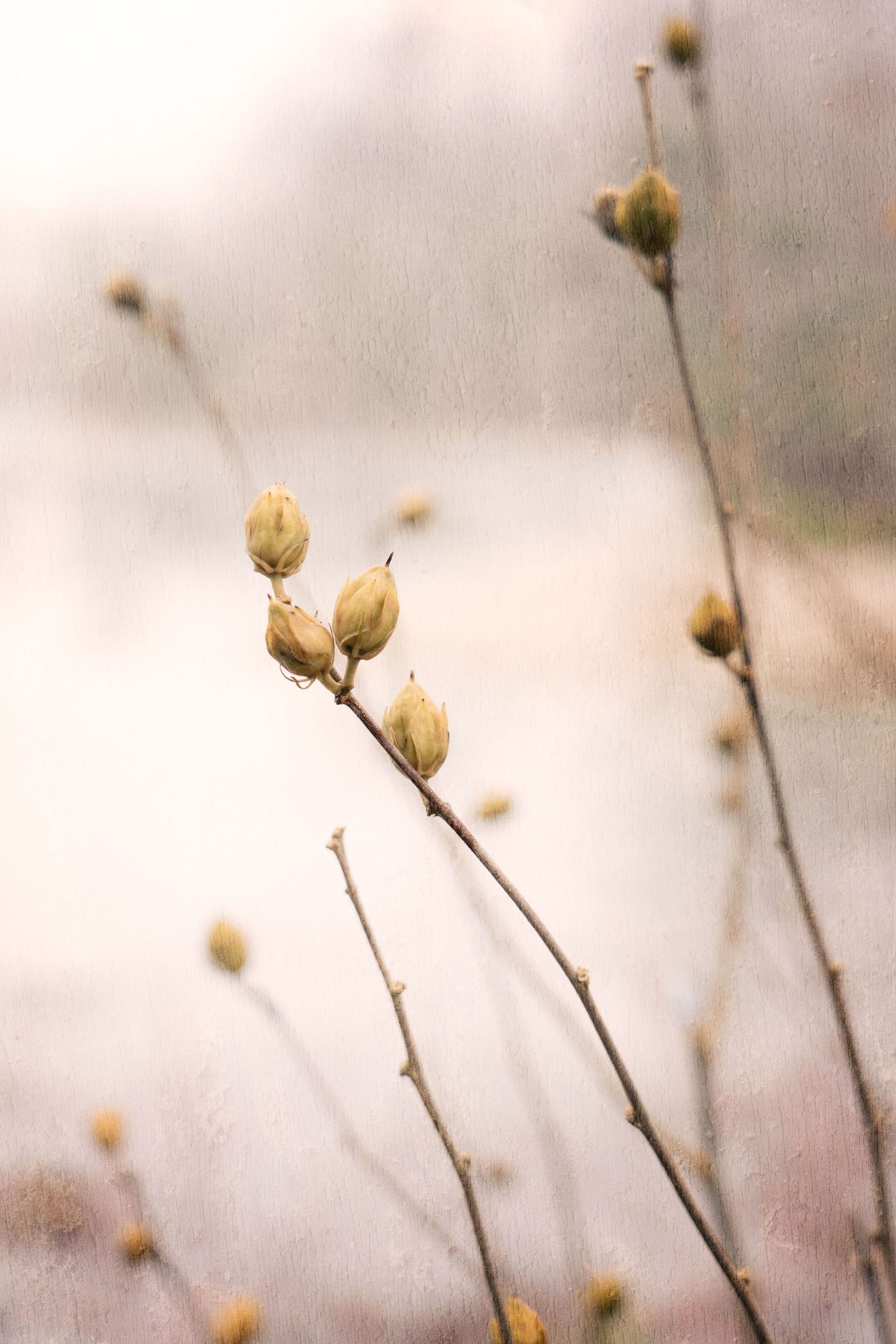Delicate dried seed pods on thin brown stems against a soft blurred background at the Frederick Meijer Gardens in Grand Rapids, Michigan.