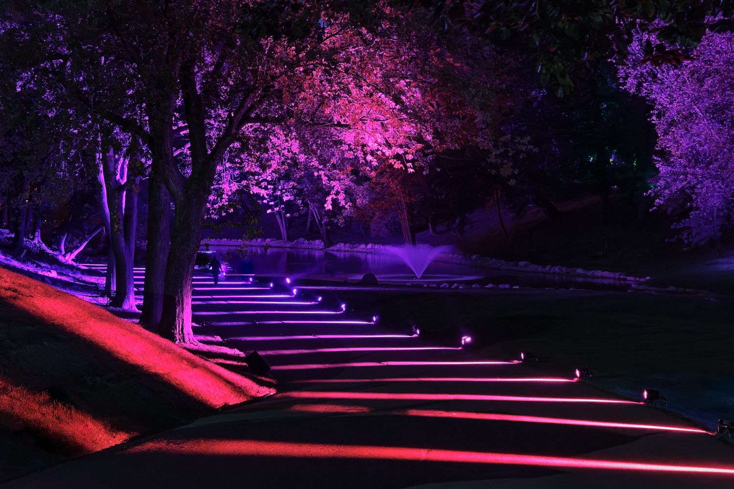 Night scene of trees lit with purple lights casting long shadows across the pathway at Elmwood Cemetery in Detroit, Michigan.