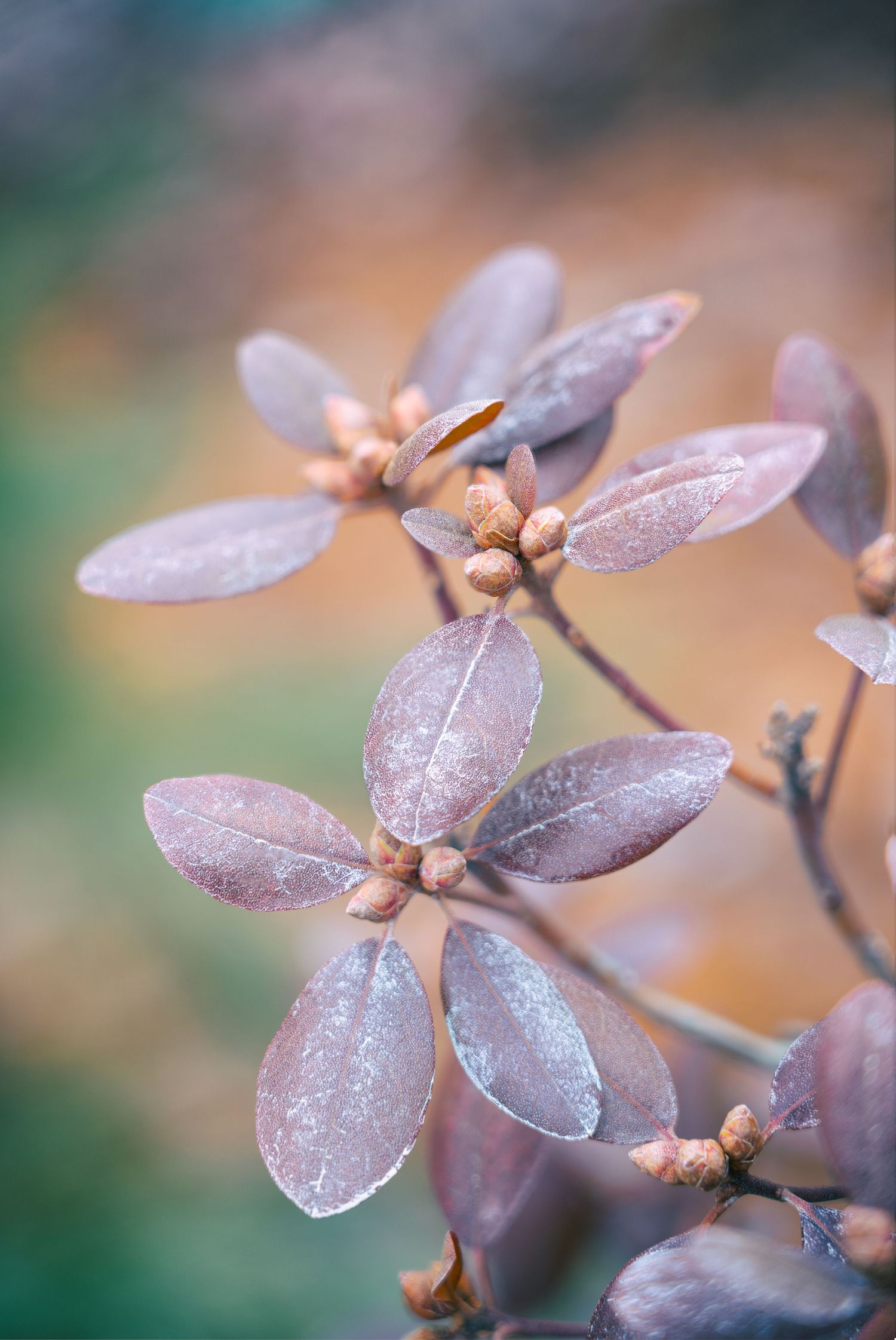 Purple flower petals covered in frost with a dreamy bokeh effect at the Frederick Meijer Gardens in Grand Rapids, Michigan.