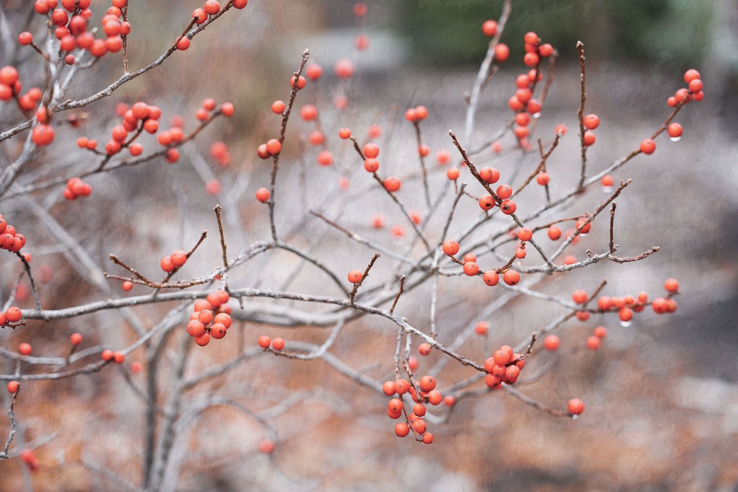 Bright red winter berries on bare branches against a misty gray background at the Frederick Meijer Gardens in Grand Rapids, Michigan.