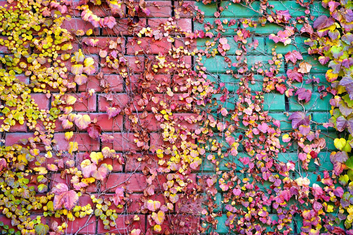 Colorful autumn leaves scattered across red and turquoise painted brick wall on the side of a Brush St apartment building in Detroit, MI.
