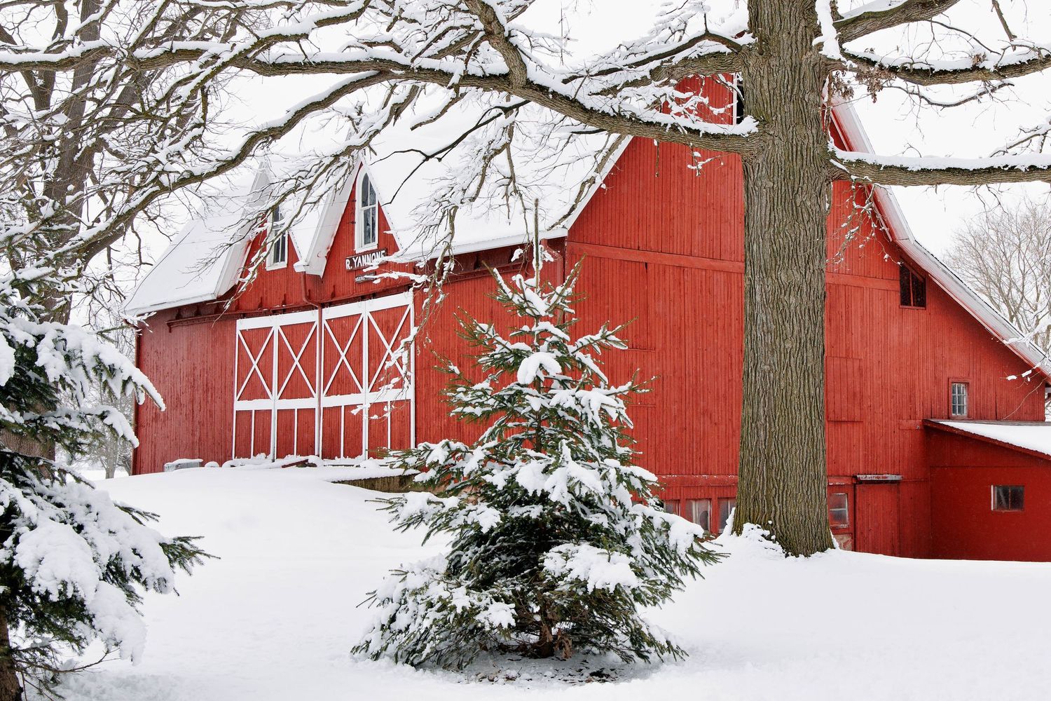 Red Yannone barn with snow-covered roofs surrounded by winter trees outside Manchester, Michigan.