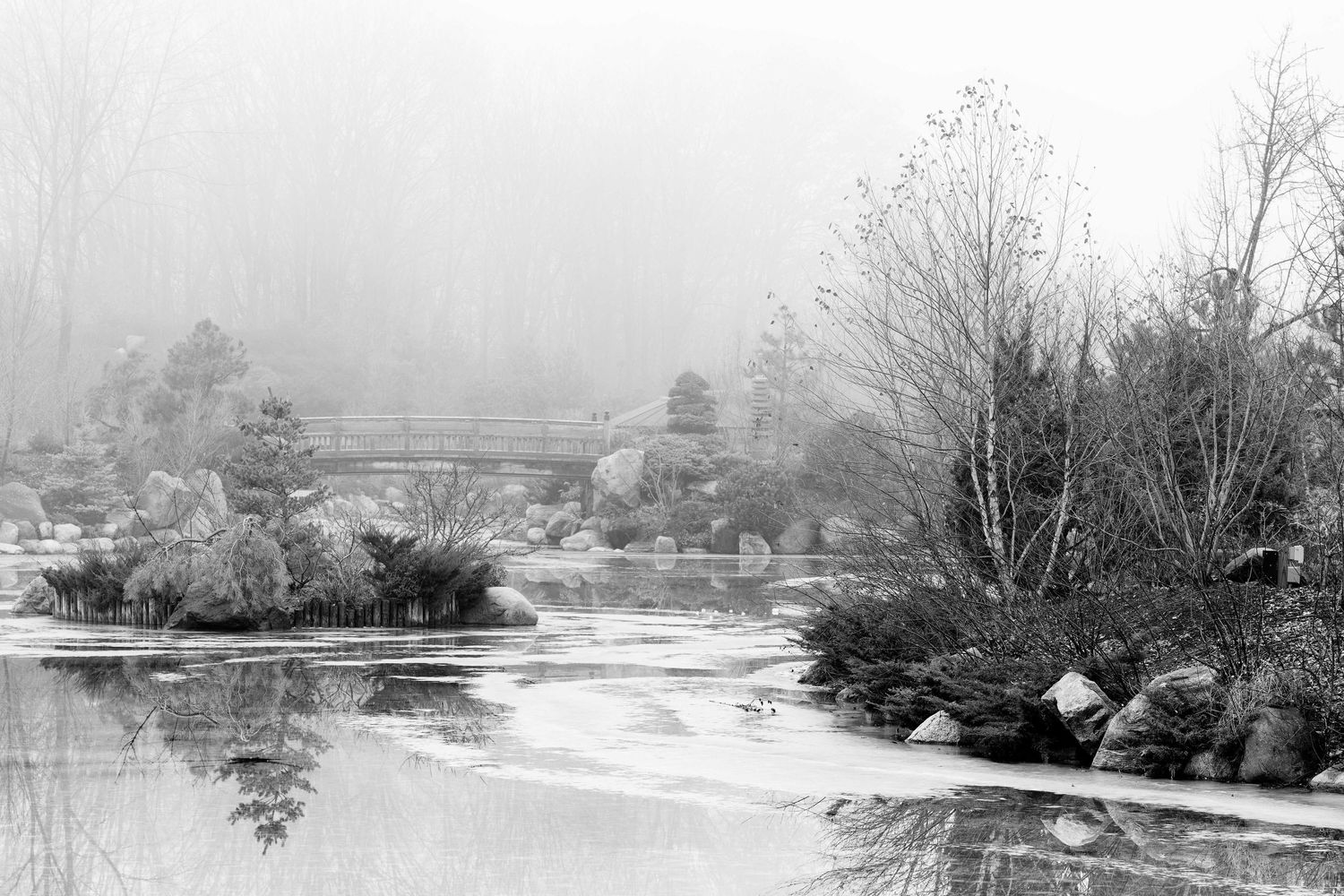 Panoramic winter scene of a frozen lake surrounded by bare trees by fog at the Frederick Meijer Gardens in Grand Rapids, Michigan.