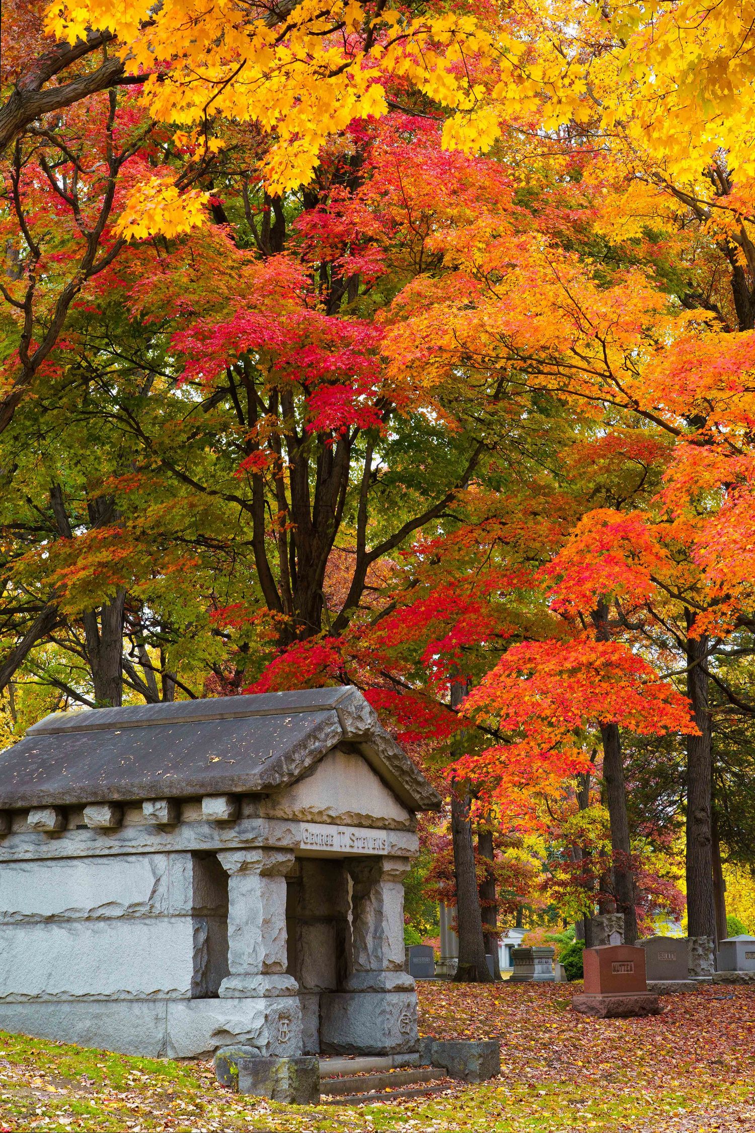 A stone mausoleum beneath maple trees showing spectacular red and yellow fall colors at Woodlawn cemetery in Detroit, Michigan.