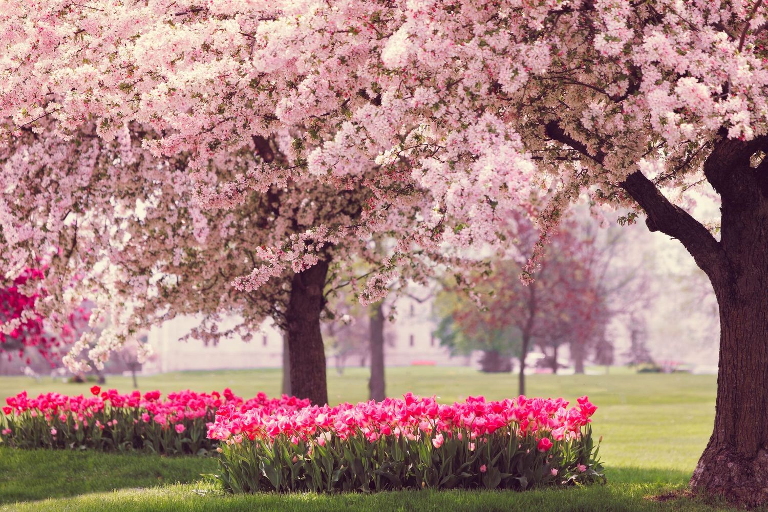 Apple blossom trees in full bloom with pink flowers above red tulip gardens at the White Chapel cemetery in Troy, Michigan.