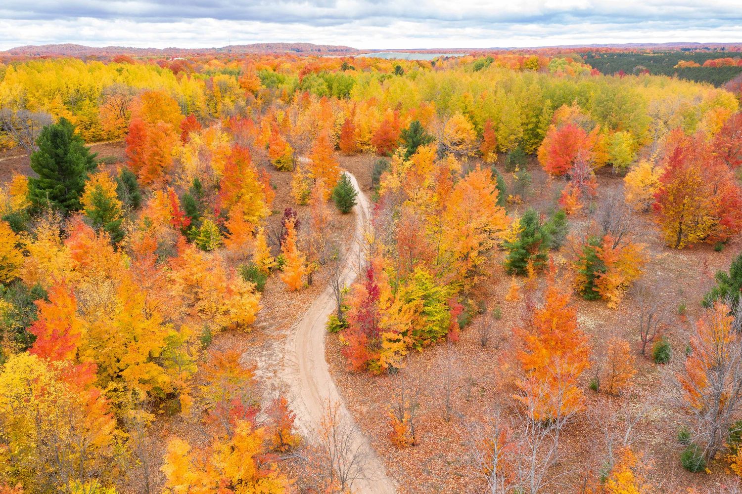 Panoramic aerial autumn landscape with road and vibrant orange and yellow foliage covering rolling hills outside Traverse City, Michigan.