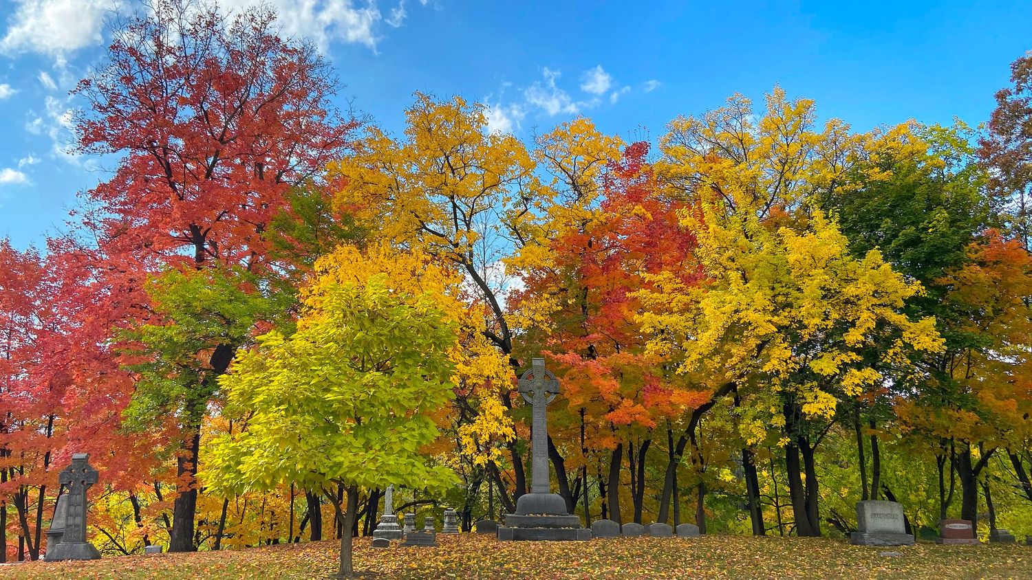 Panoramic view of colorful fall trees and cemetery headstones stretching across Elmwood Cemetery under bright blue skies in Detroit, MI.