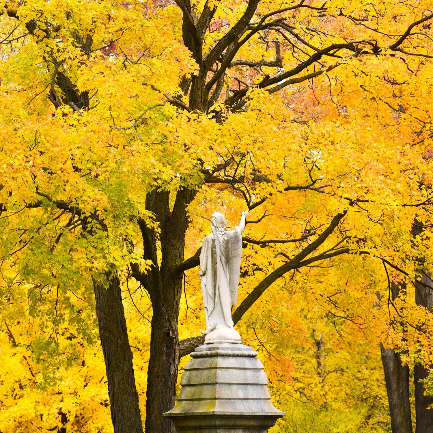 Row of golden yellow maple trees with ornate stone statue the the historic Elmwood cemetery during peak autumn color in Detroit, Michigan.
