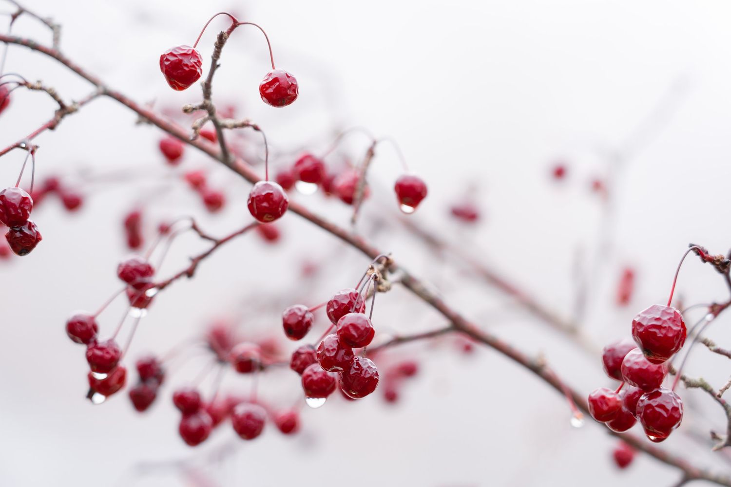 Red winter berries covered in rain against a white sky creating at the Frederick Meijer Gardens in Grand Rapids, Michigan.