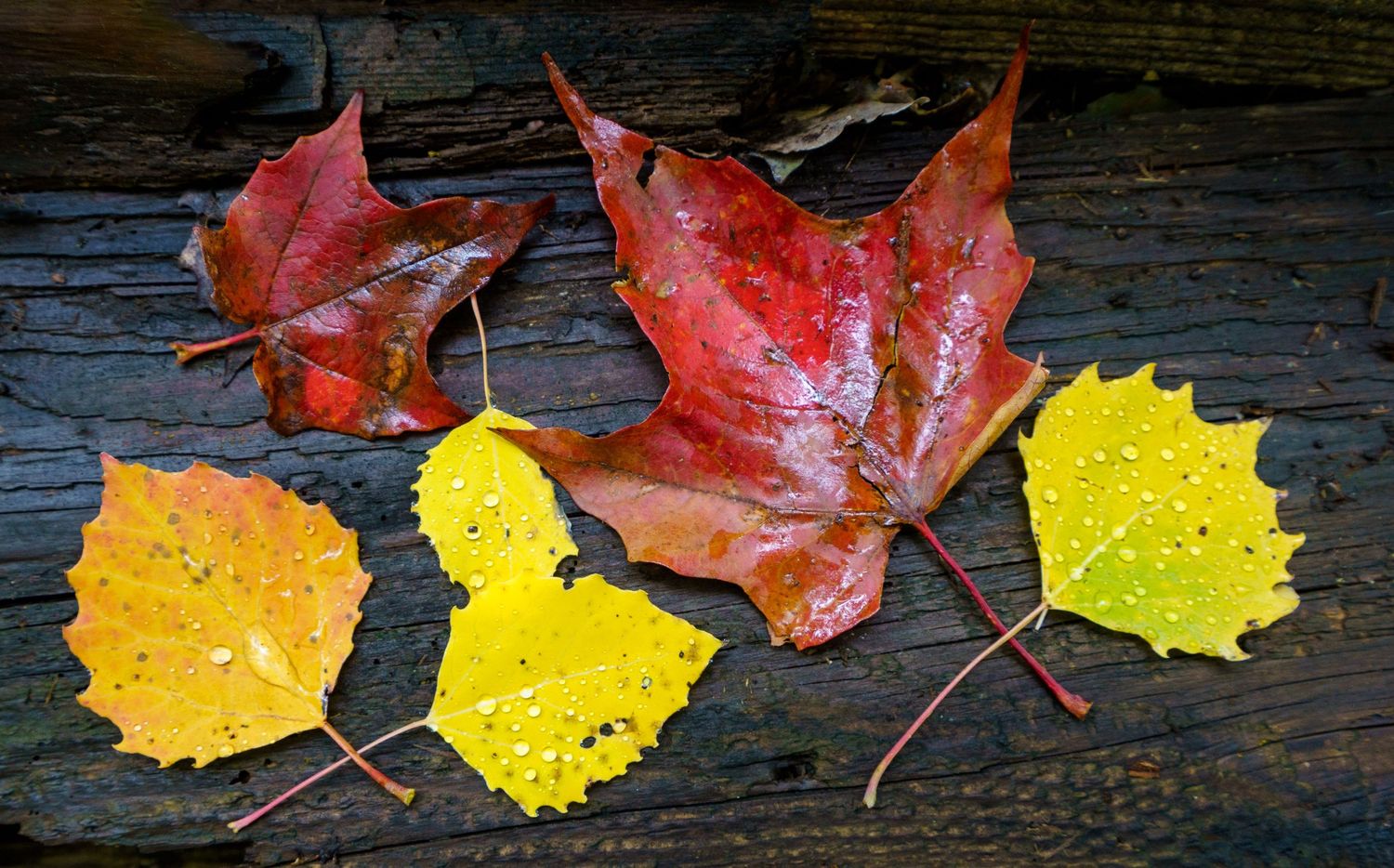 Colorful fall leaves arranged in gradient from red to yellow on dark wooden surface.