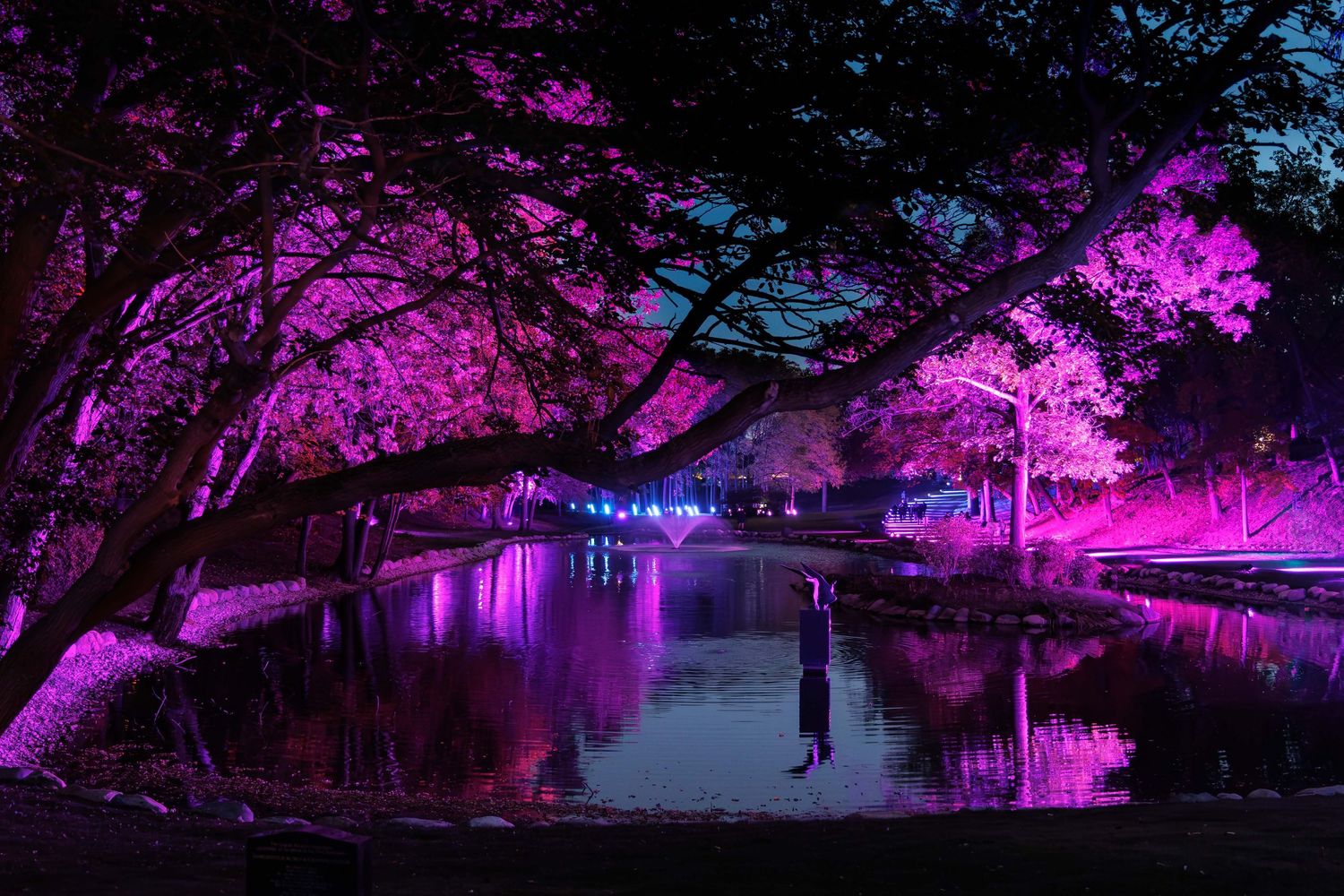 Illuminated trees glow with vibrant purple lights reflecting on a calm pond at night at the Elmwood Cemetery in Detroit Michigan.