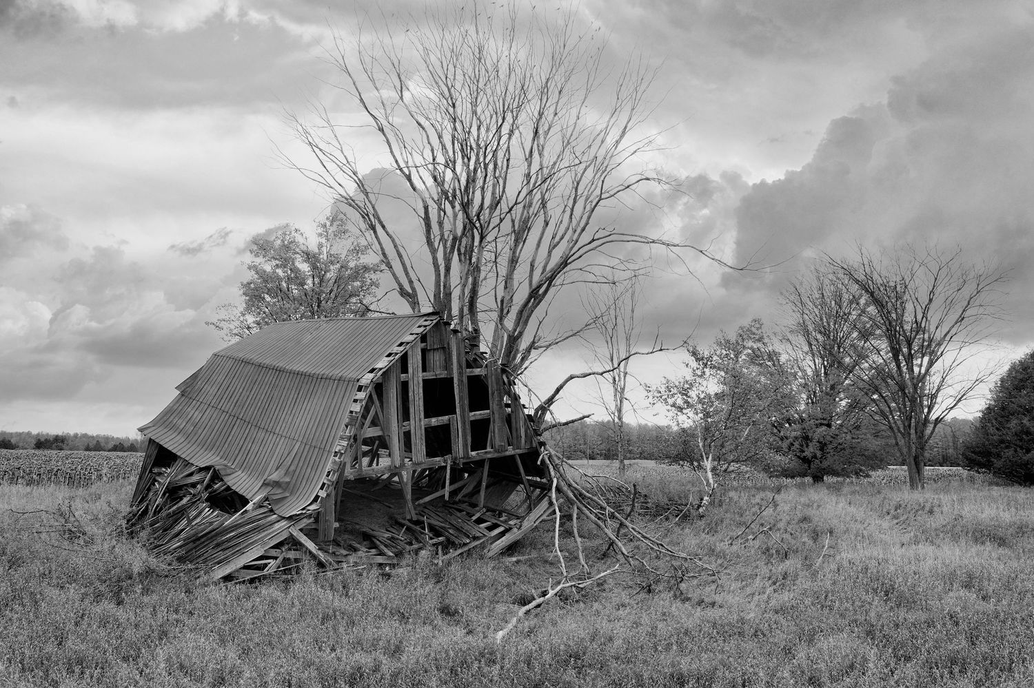 Black and white image of an abandoned barn fallen and deteriorating in open field near a tall tree in Oquenoc, Michigan.