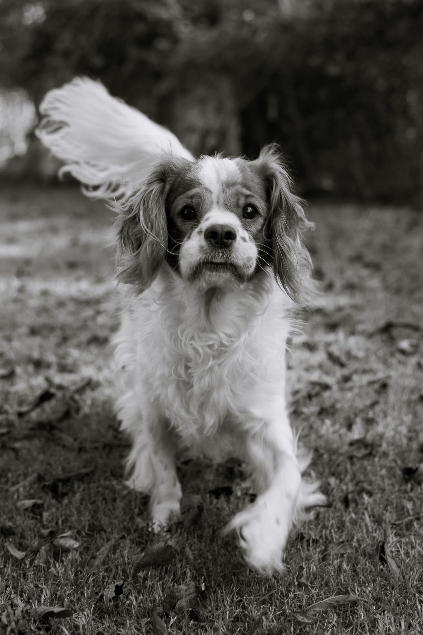 Cavalier King Charles Spaniel running toward the camera in black and white.