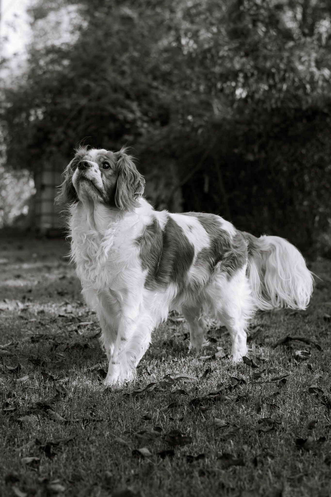 Cavalier King Charles Spaniel looks up at his owner with curiosity.  The image is in black and white.