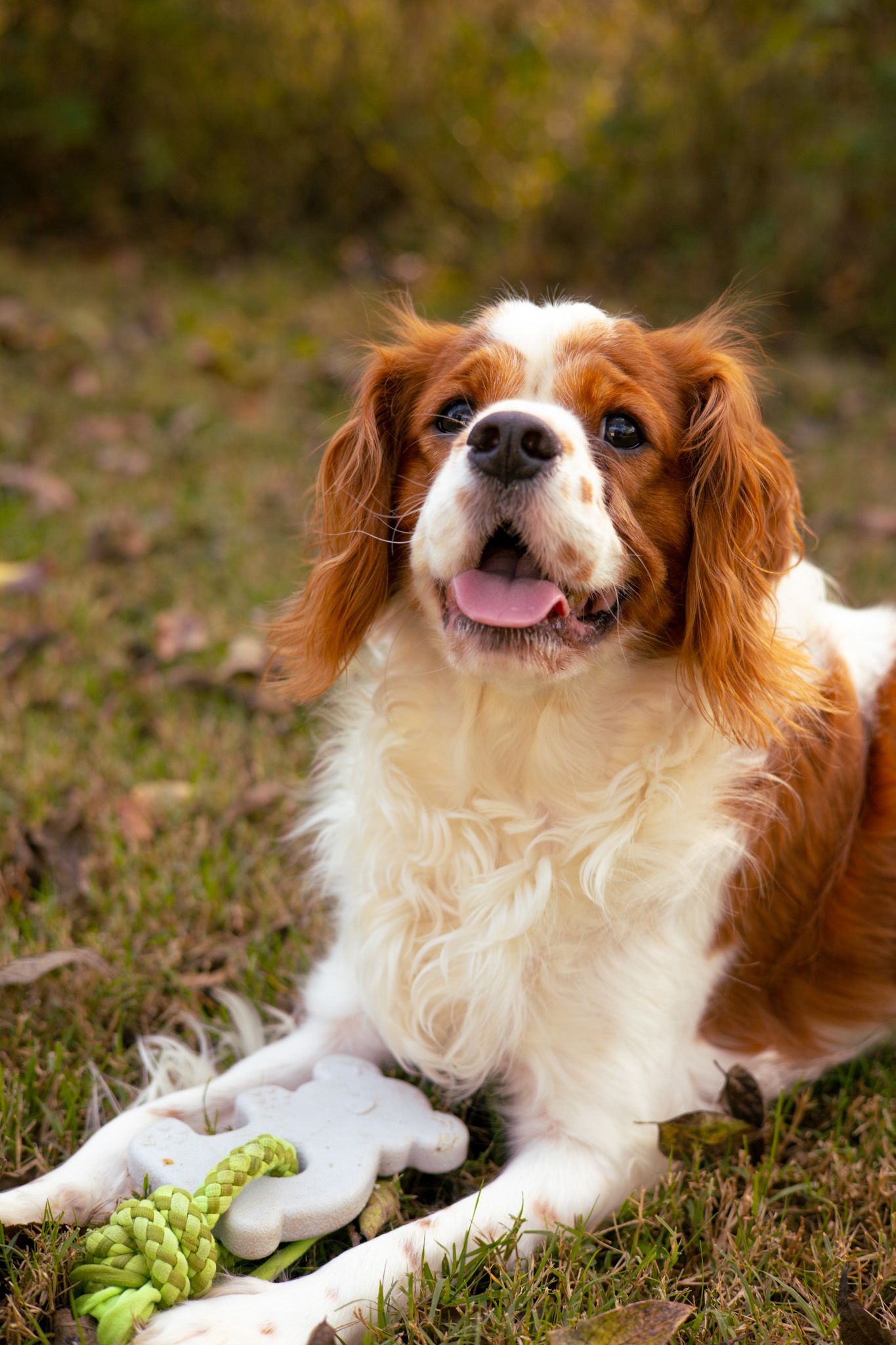 Cavalier King Charles Spaniel faces the camera with his tongue out and has a toy near him.