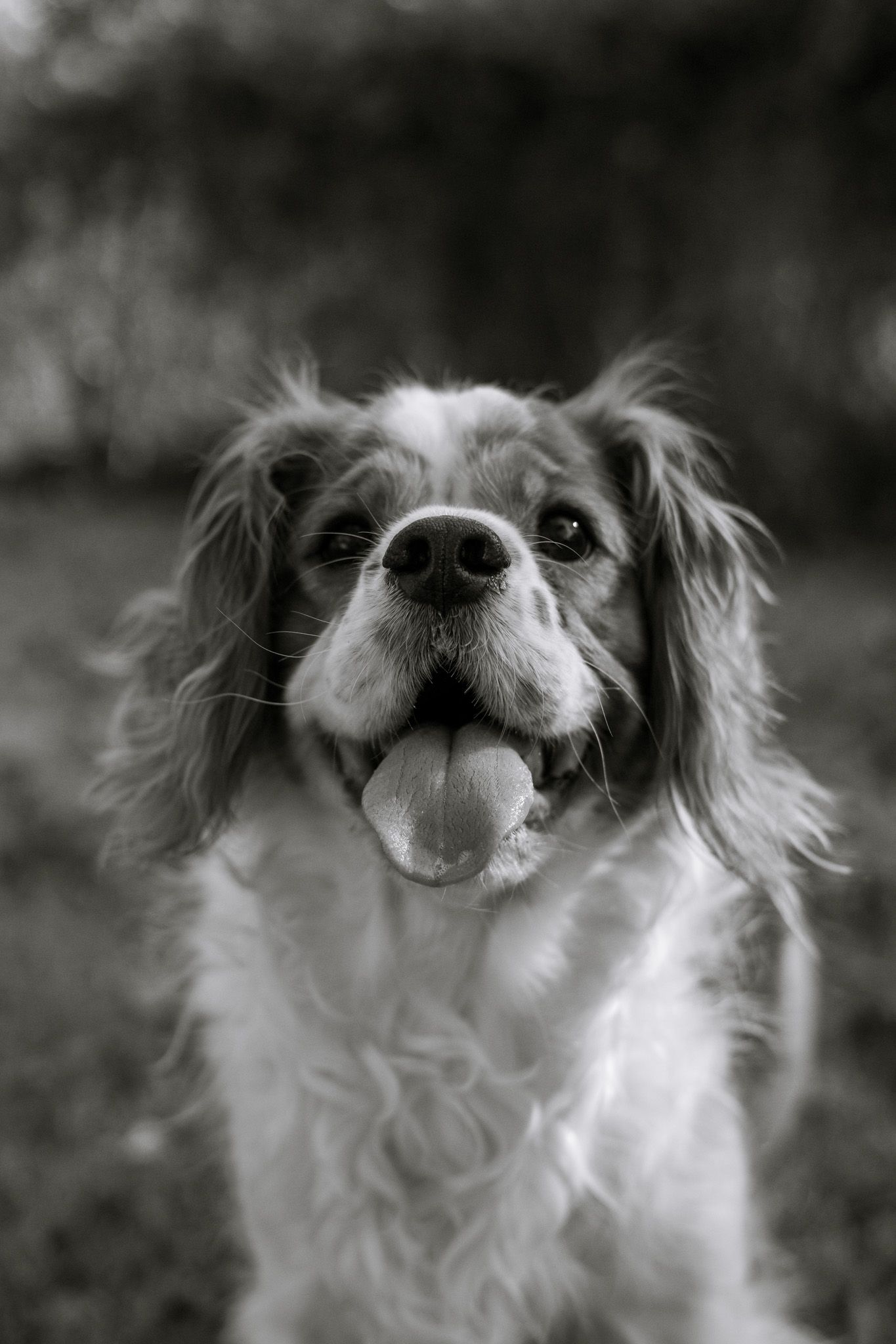Cavalier King Charles Spaniel smiling with his tongue out, and the image is in black and white.