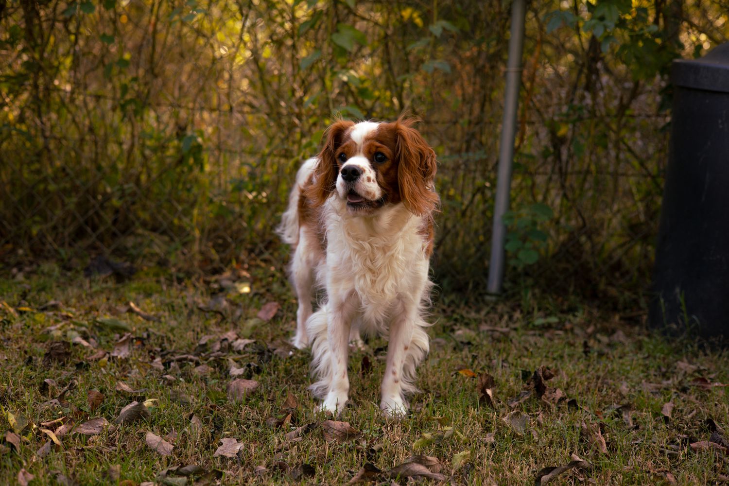 Cavalier King Charles Spaniel faces away from the camera with his tongue out.