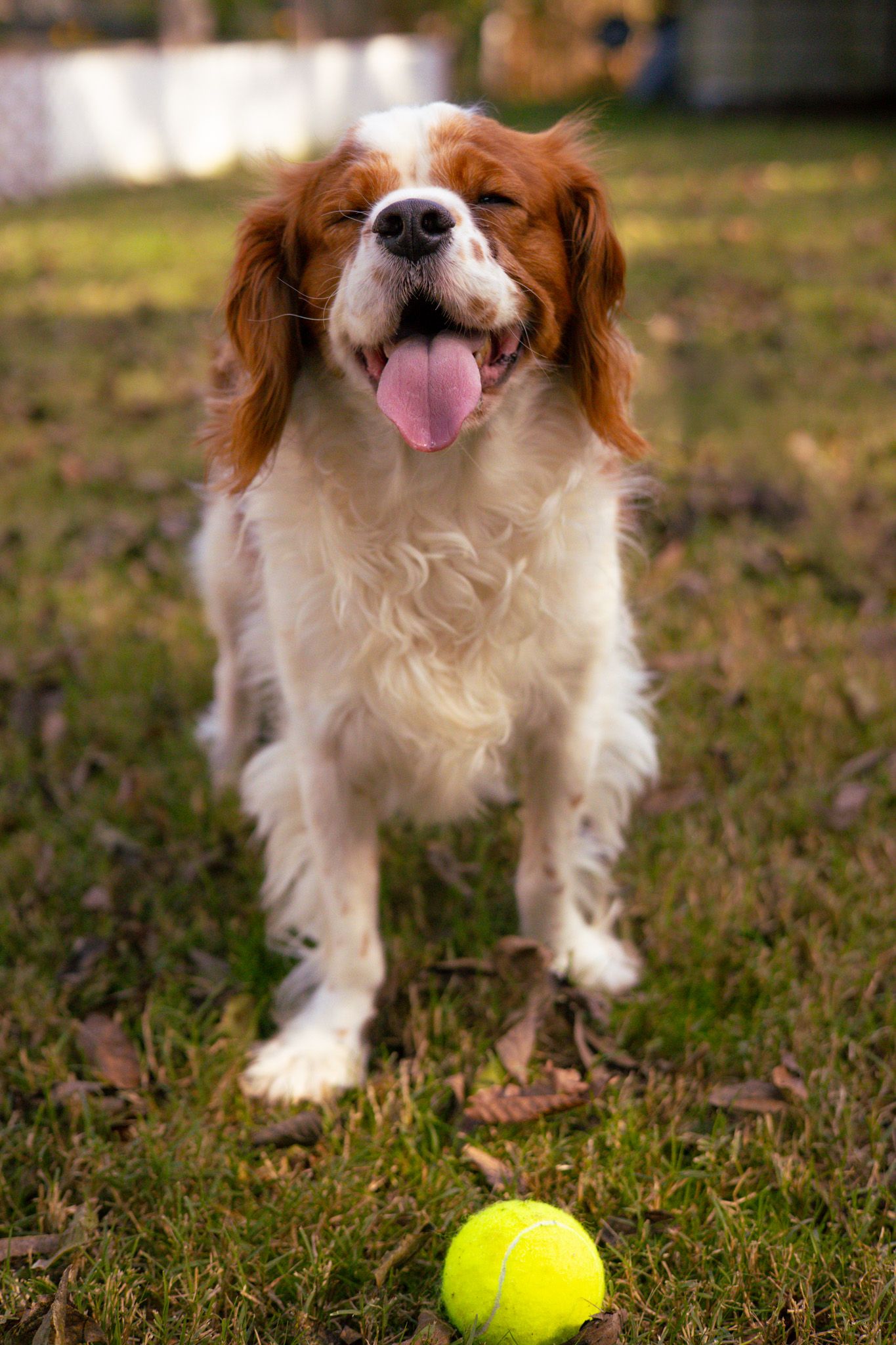 Cavalier King Charles Spaniel with his tongue out and a tennis ball in front of him.