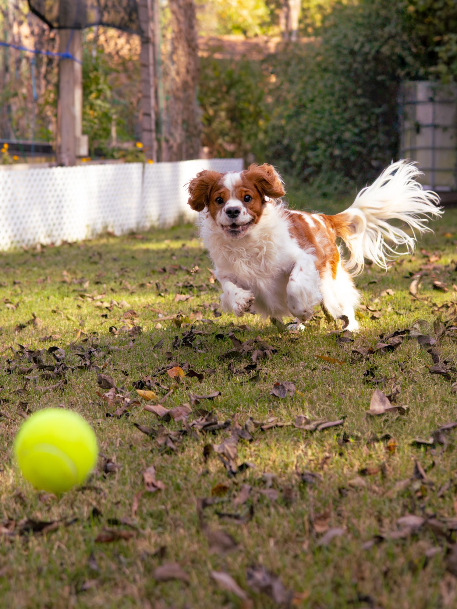 Cavalier King Charles Spaniel running after a tennis ball.