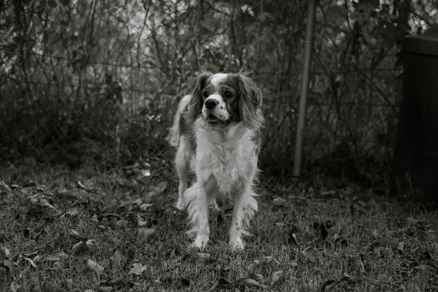 Cavalier King Charles Spaniel looks away from the camera with his tongue out. The image is in black and white.