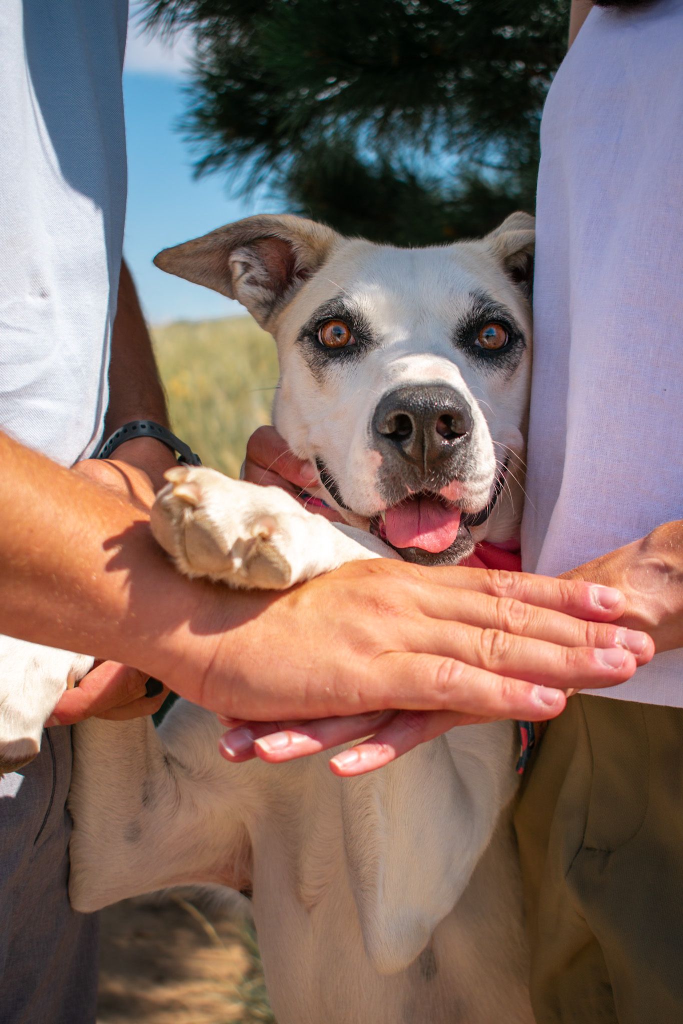 A happy white and tan dog with striking eyes being held by two people outdoors on a sunny day.