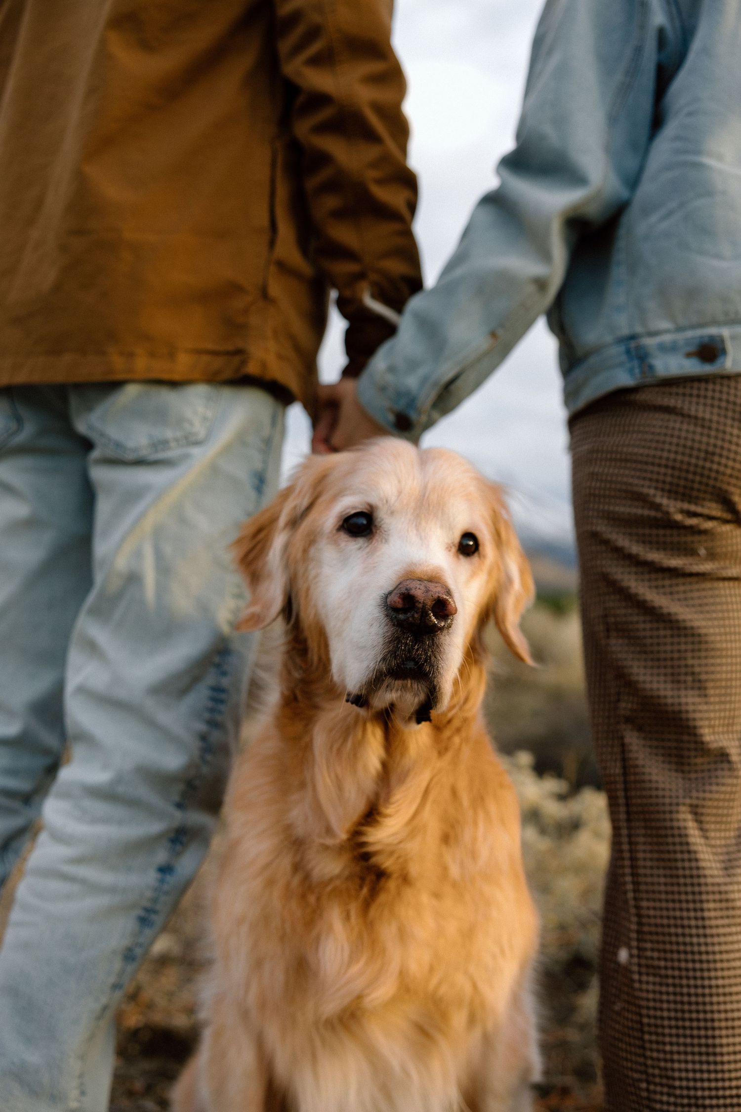 A golden retriever dog with light-colored fur stands attentively next to people wearing jeans and casual clothing.