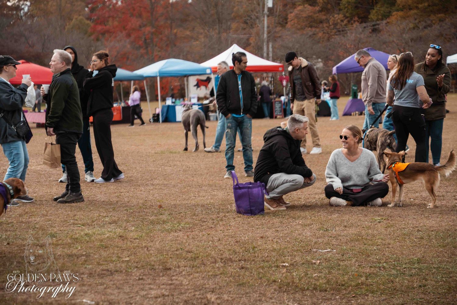 People and dogs gather at an outdoor fall festival market with colorful tents on a grassy field.